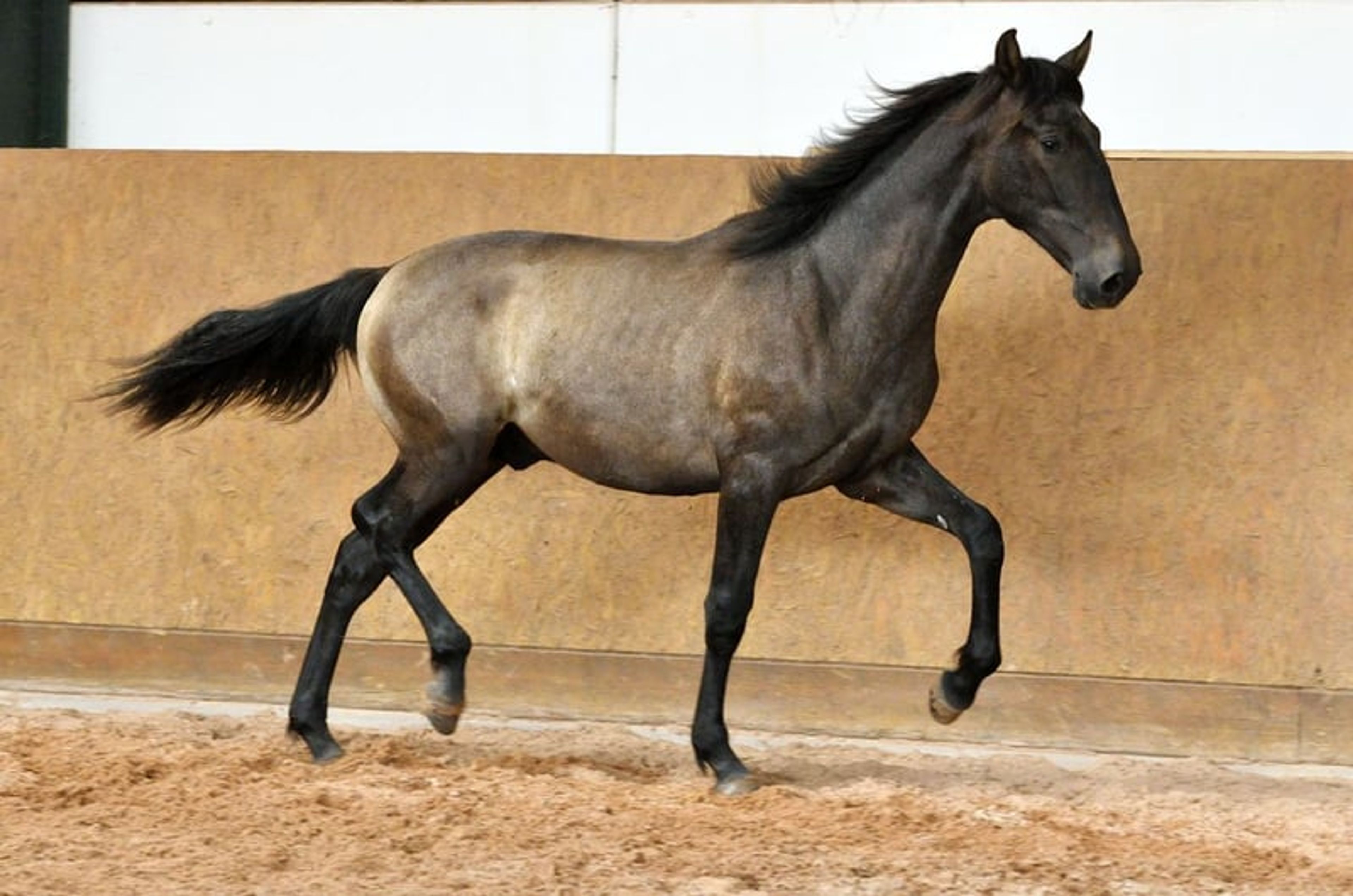 Beautiful 3-year-old PRE (Pure Spanish Horse) - Image 8