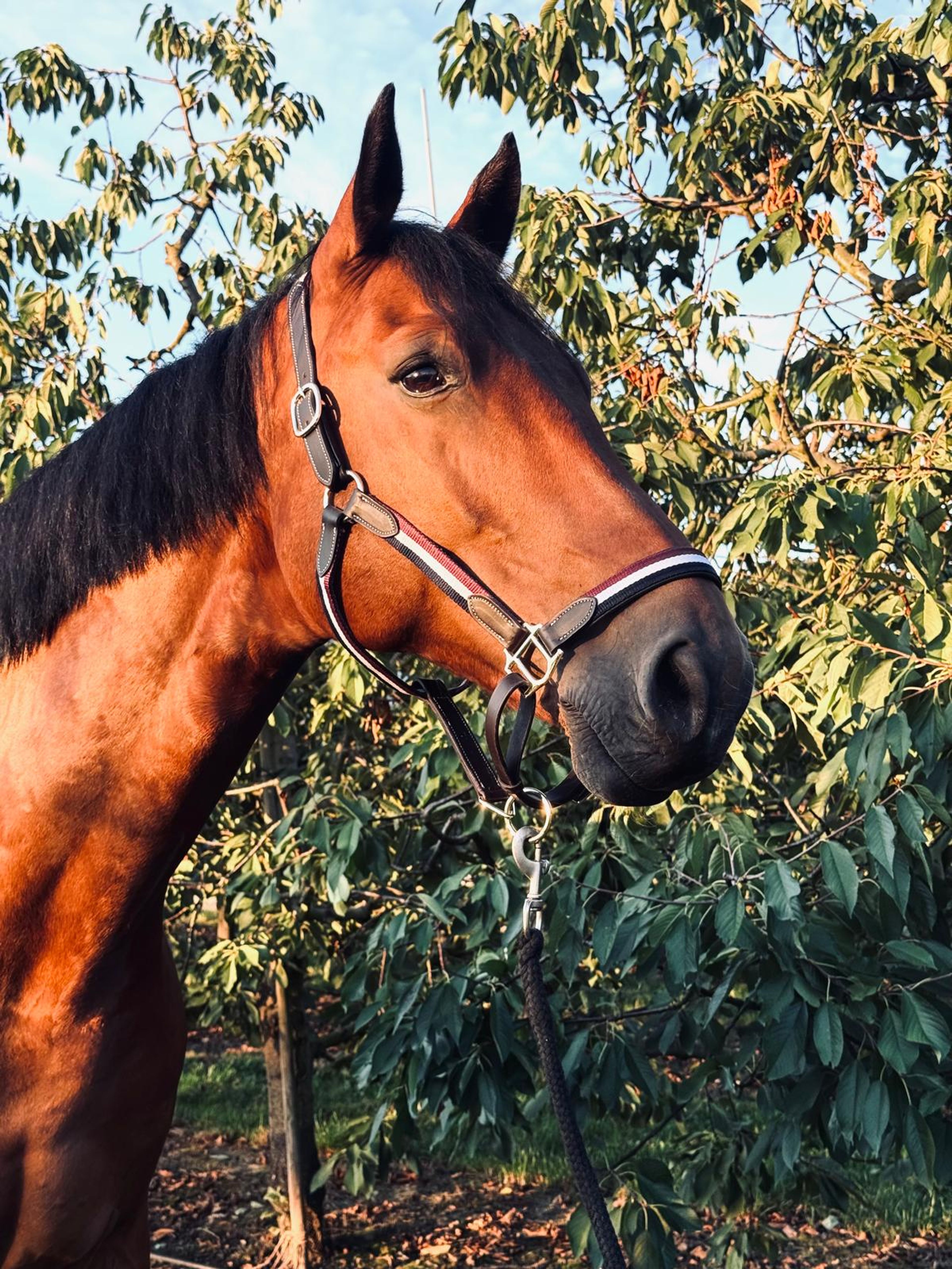 RISKY KEROS ☆ (NABBUCO x IDEAL DE LA LOGE) - Image 4