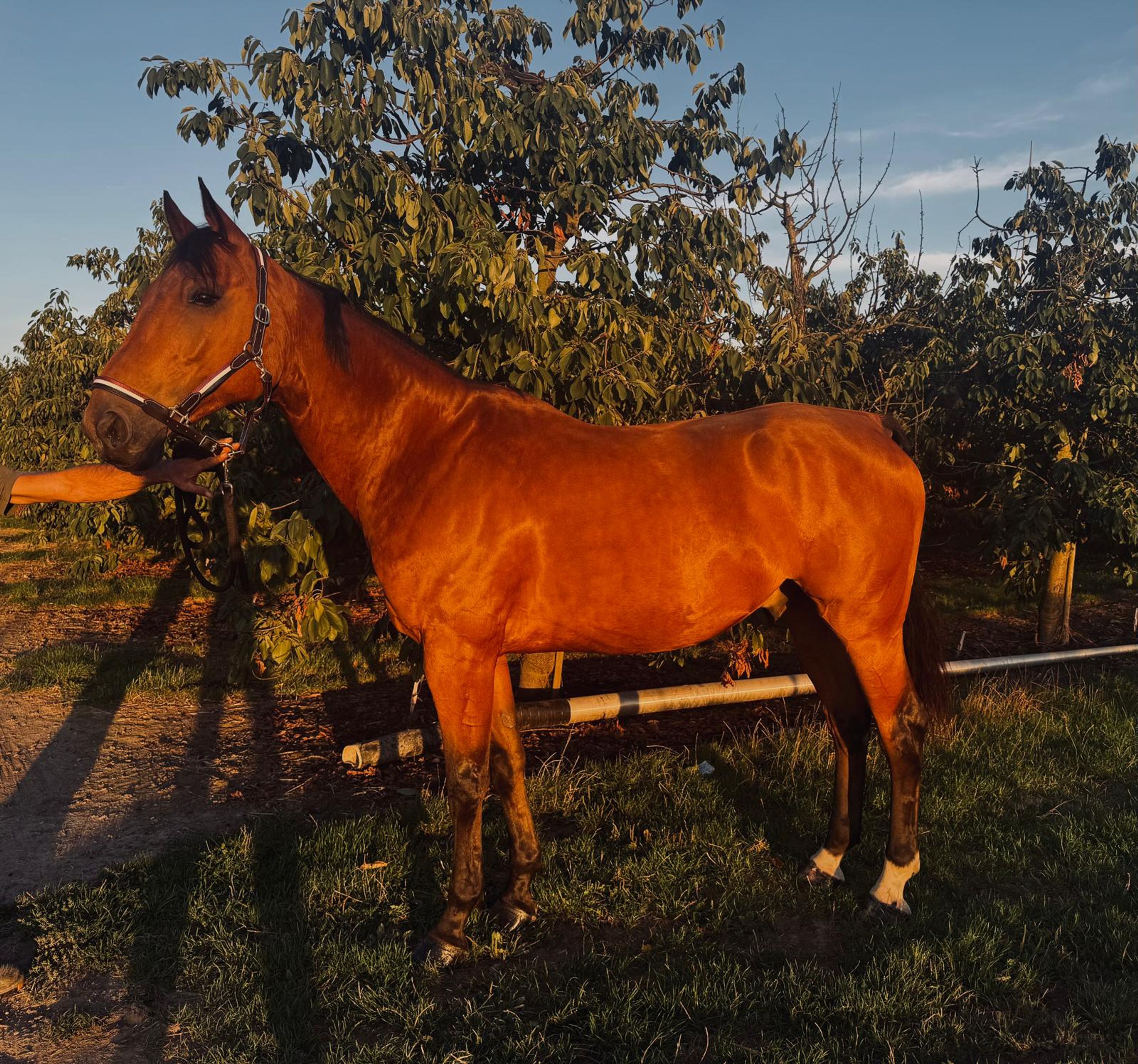 RISKY KEROS ☆ (NABBUCO x IDEAL DE LA LOGE) - Image 5