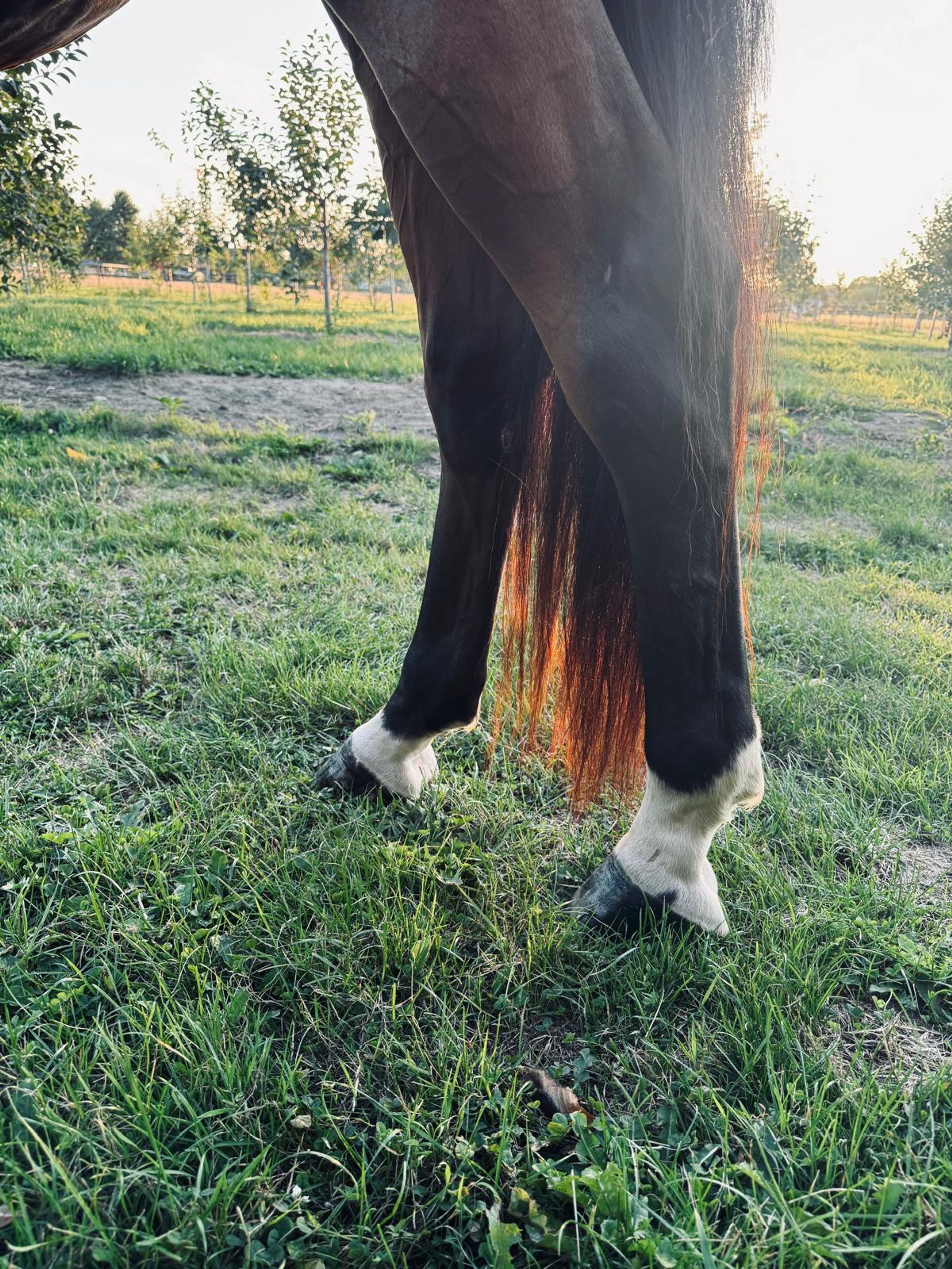 RISKY KEROS ☆ (NABBUCO x IDEAL DE LA LOGE) - Image 6