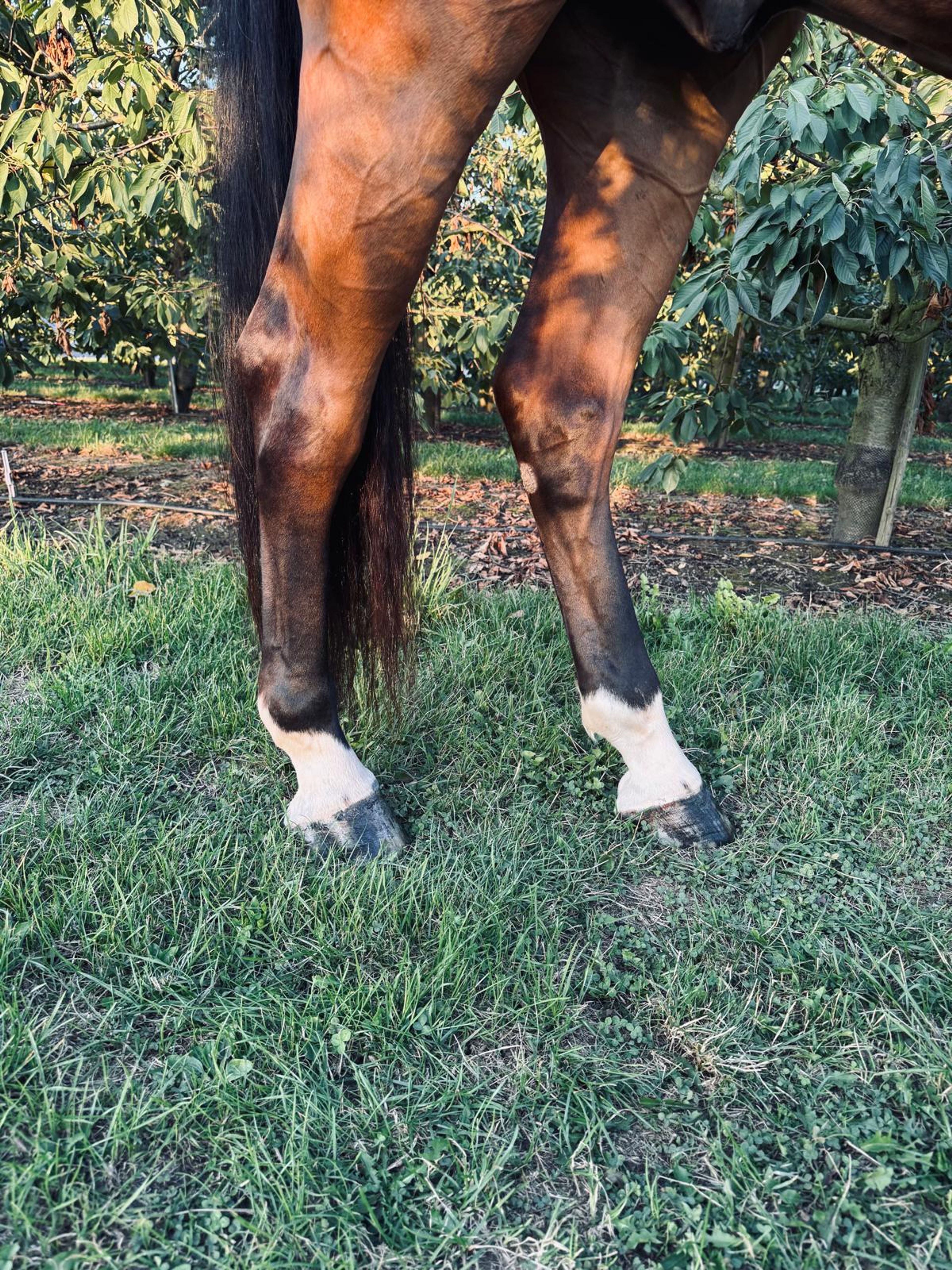 RISKY KEROS ☆ (NABBUCO x IDEAL DE LA LOGE) - Image 7