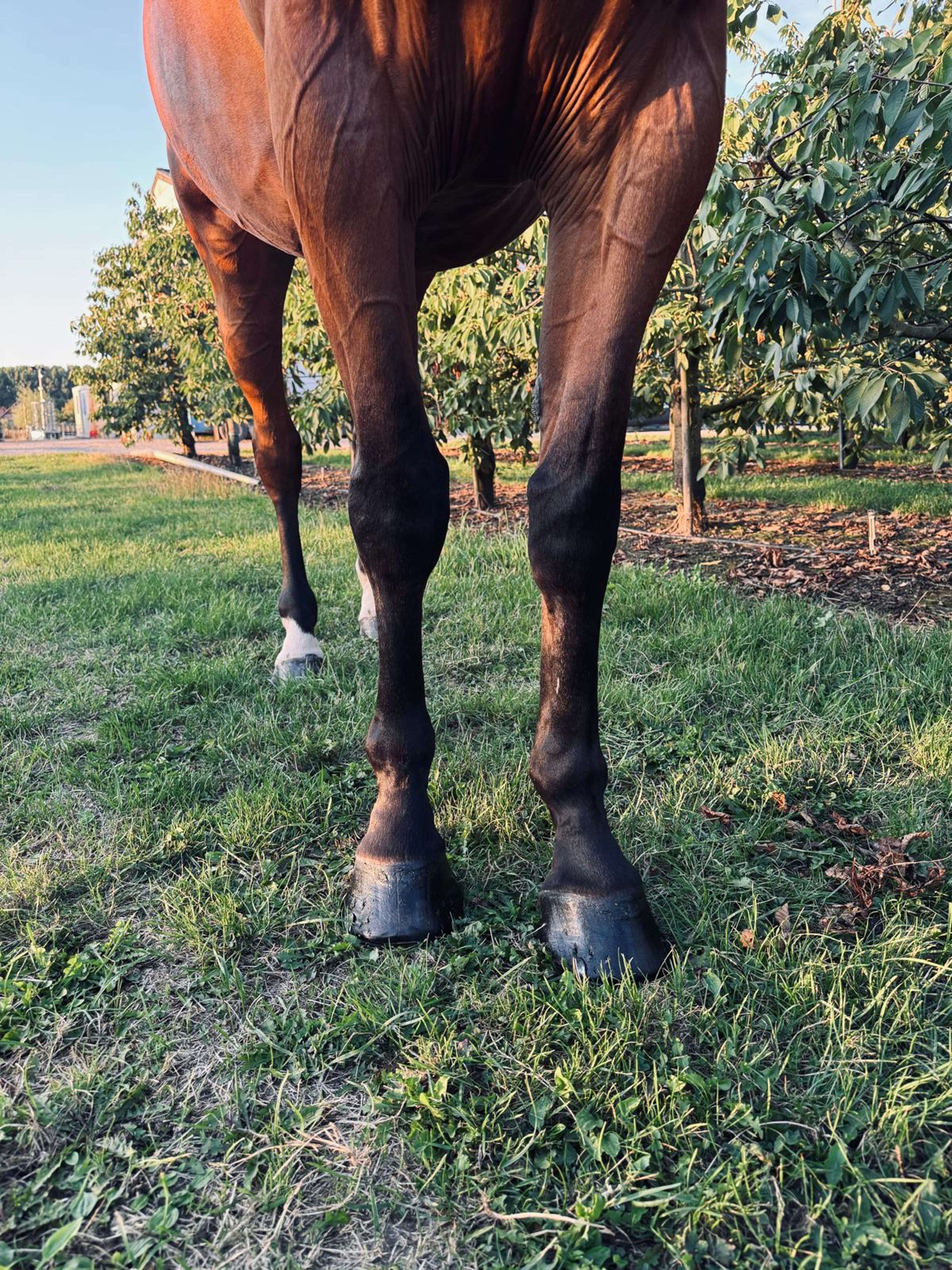 RISKY KEROS ☆ (NABBUCO x IDEAL DE LA LOGE) - Image 8