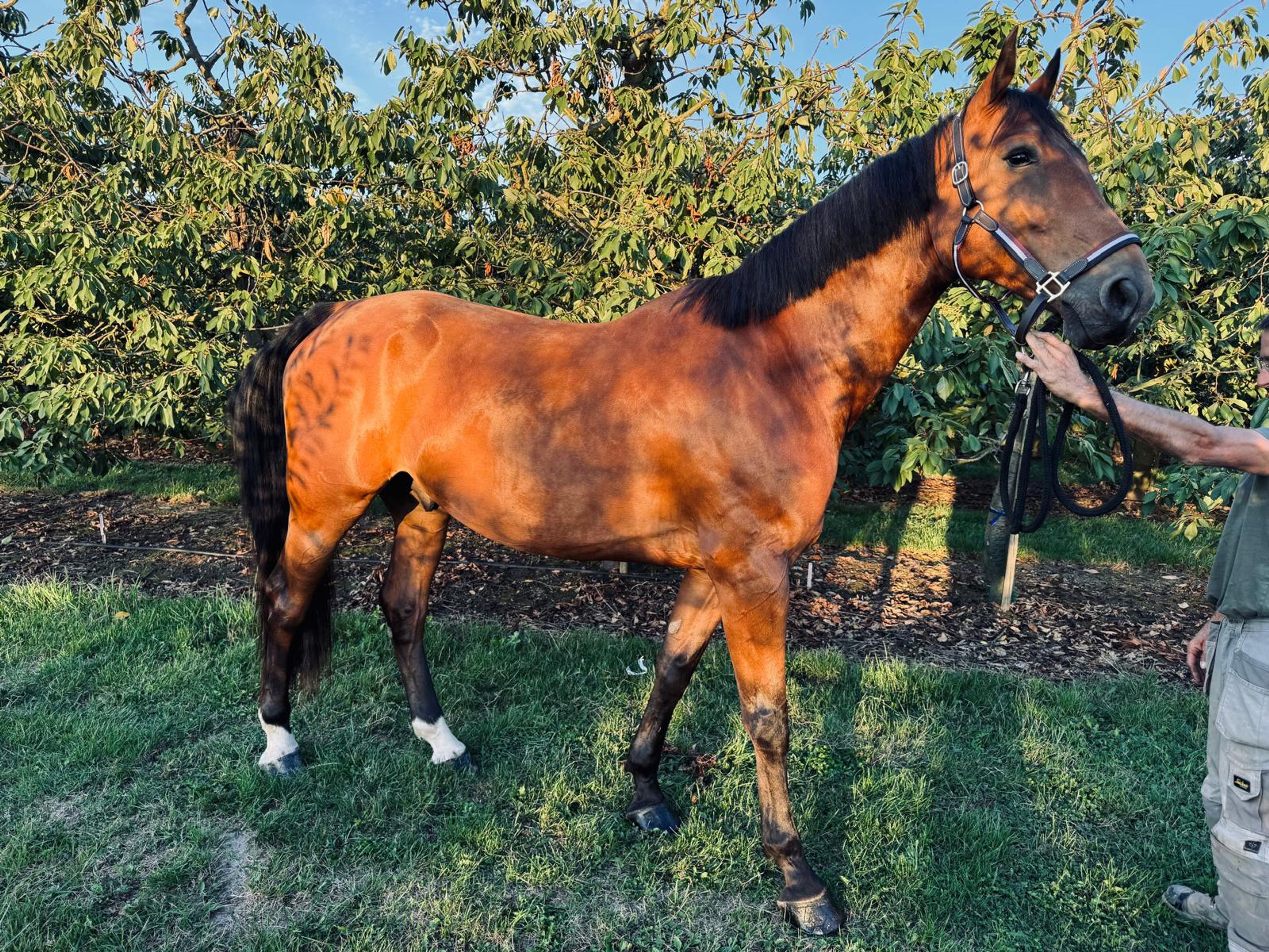 RISKY KEROS ☆ (NABBUCO x IDEAL DE LA LOGE) - Image 9