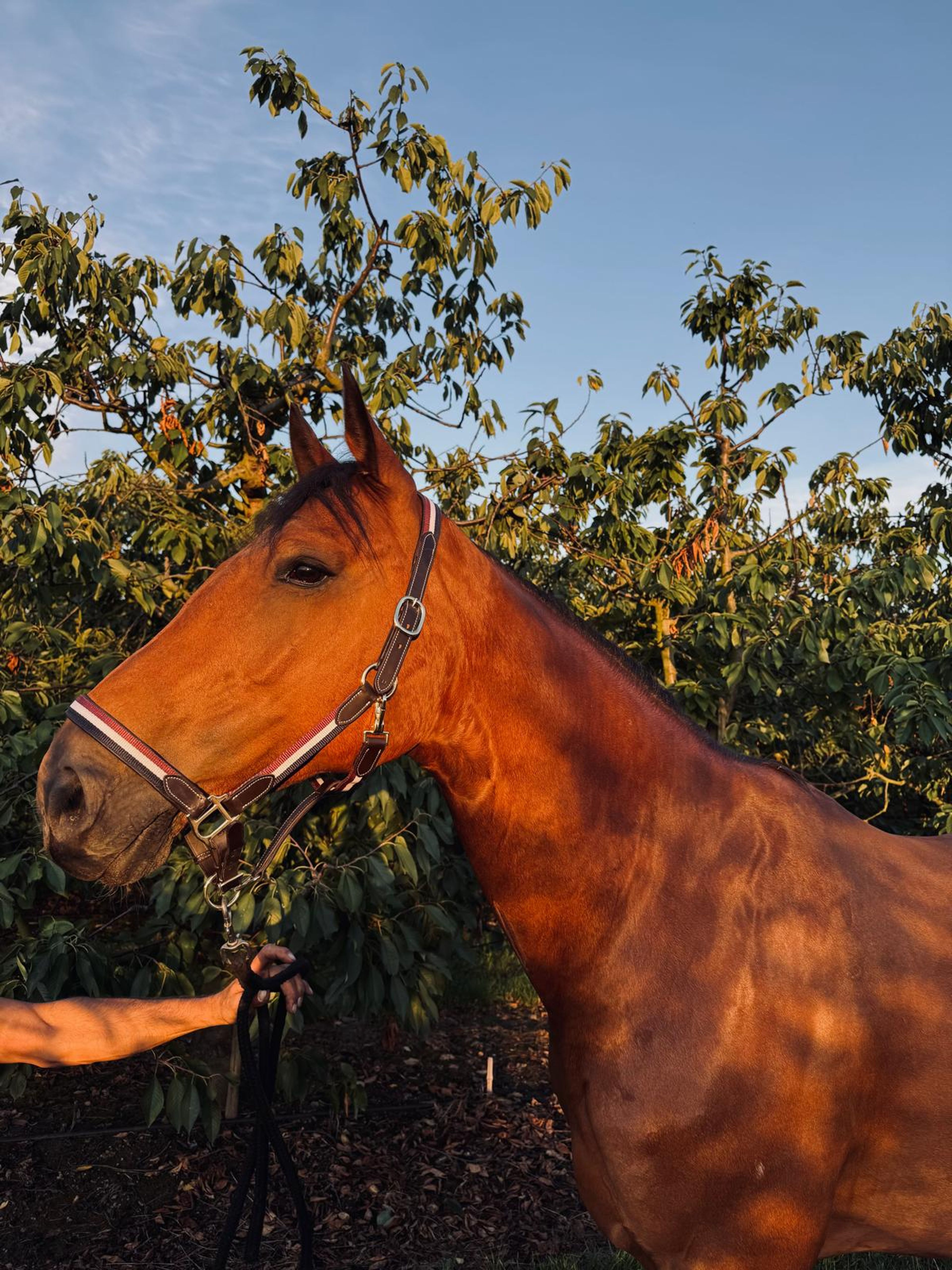 RISKY KEROS ☆ (NABBUCO x IDEAL DE LA LOGE) - Image 10