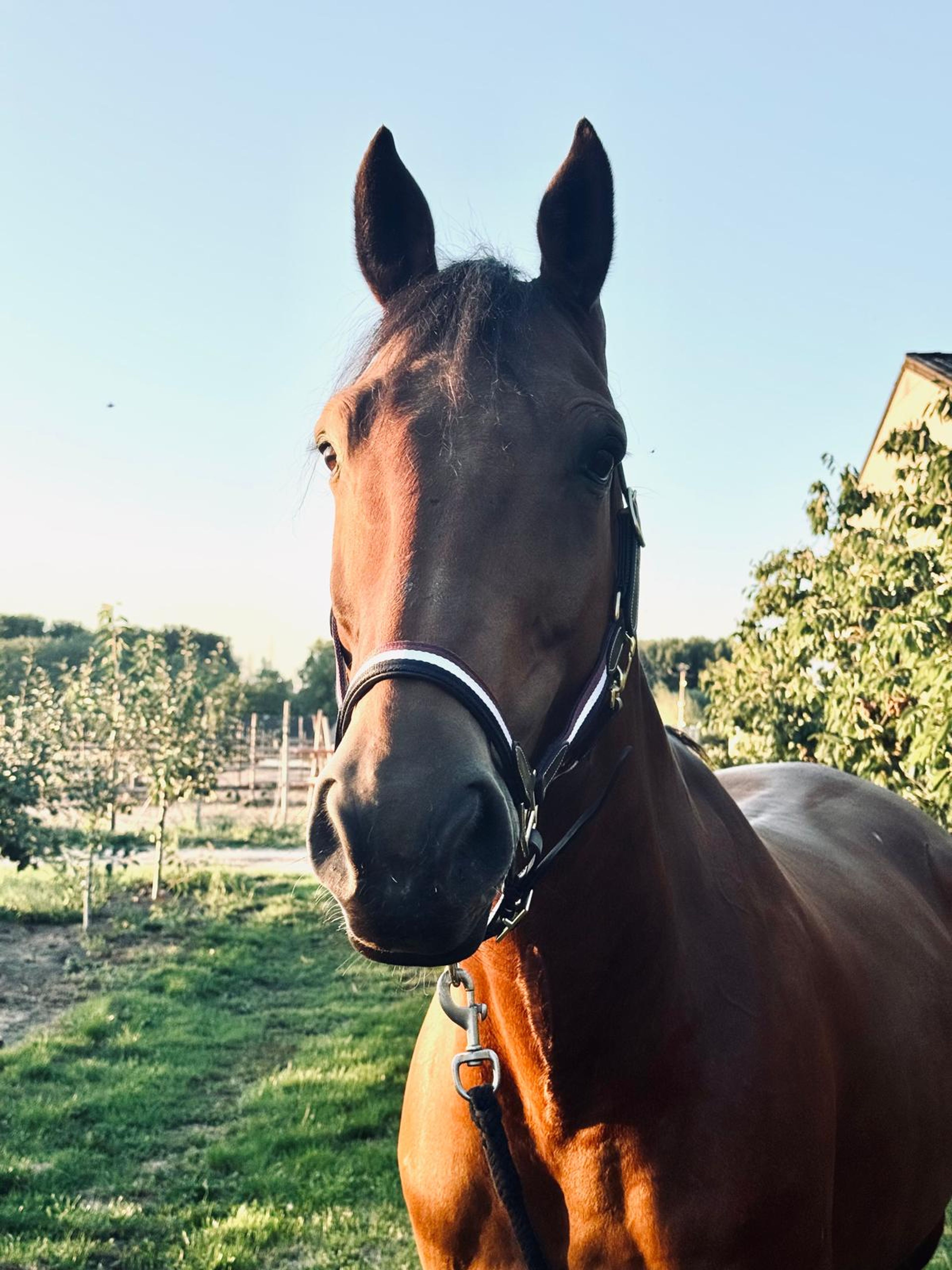 RISKY KEROS ☆ (NABBUCO x IDEAL DE LA LOGE) - Image 11