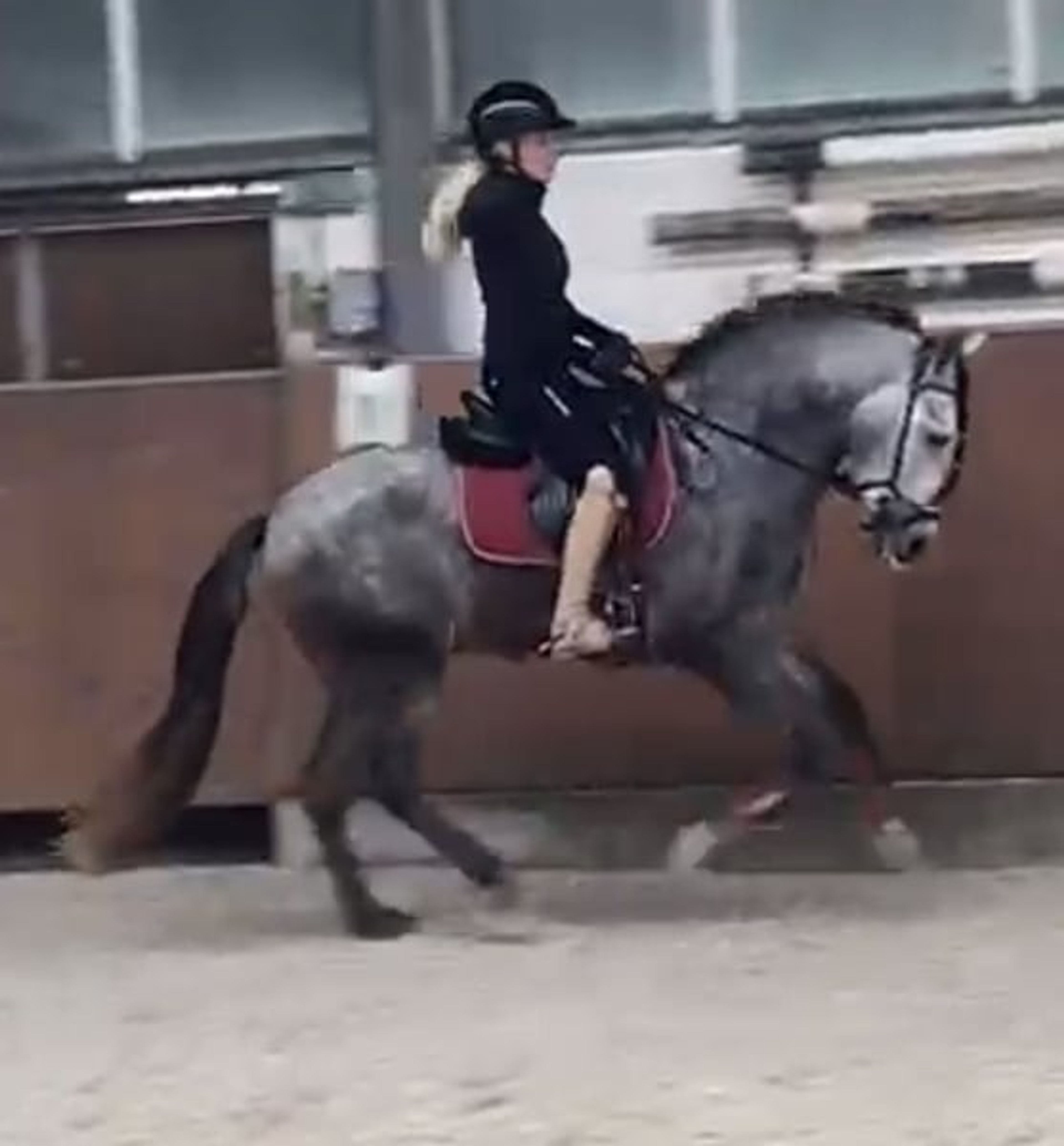 Dreamy Baroque rising star – Ideal mare-and-foal horse!