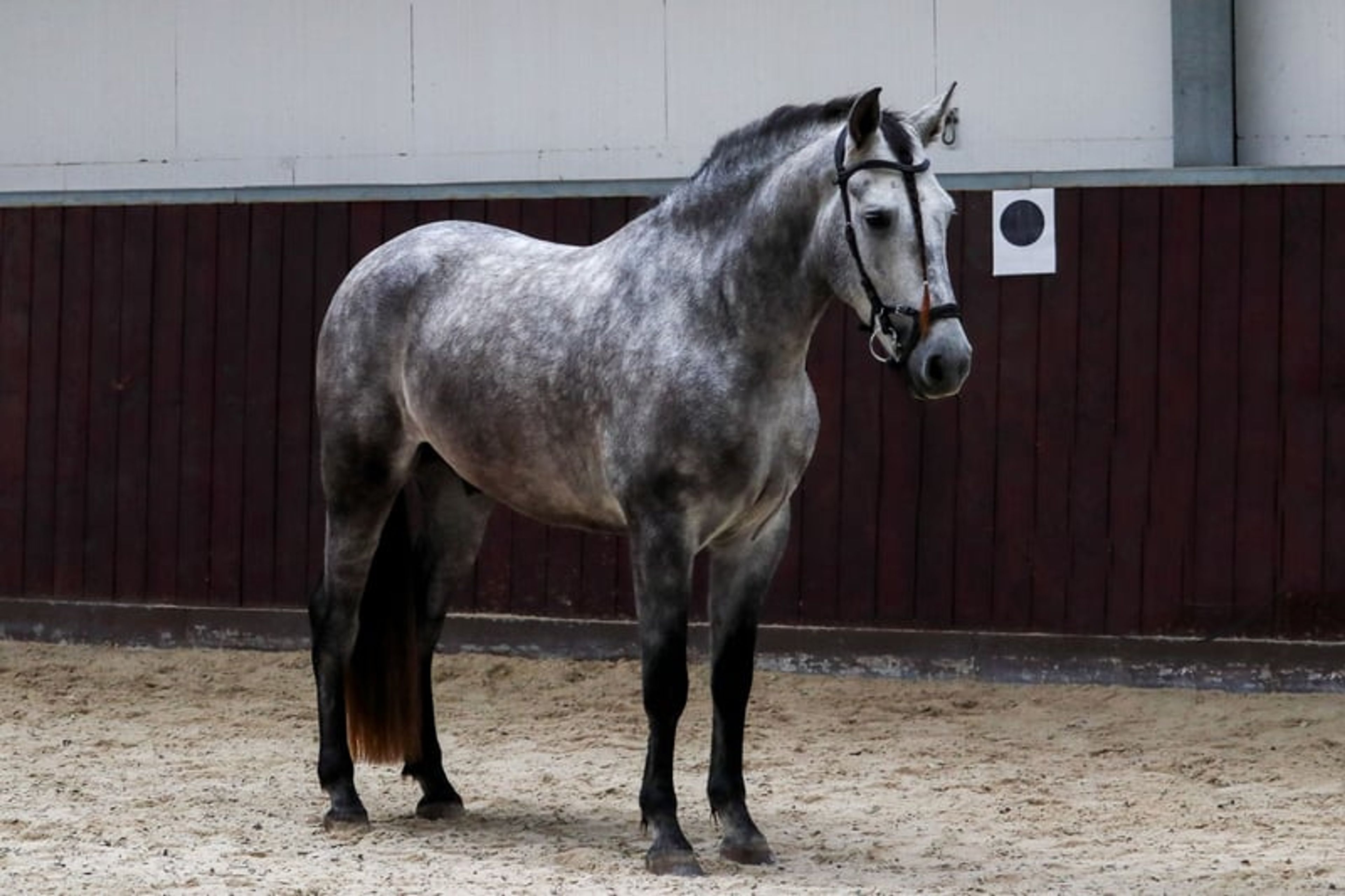 Dreamy Baroque rising star – Ideal mare-and-foal horse! - Image 2