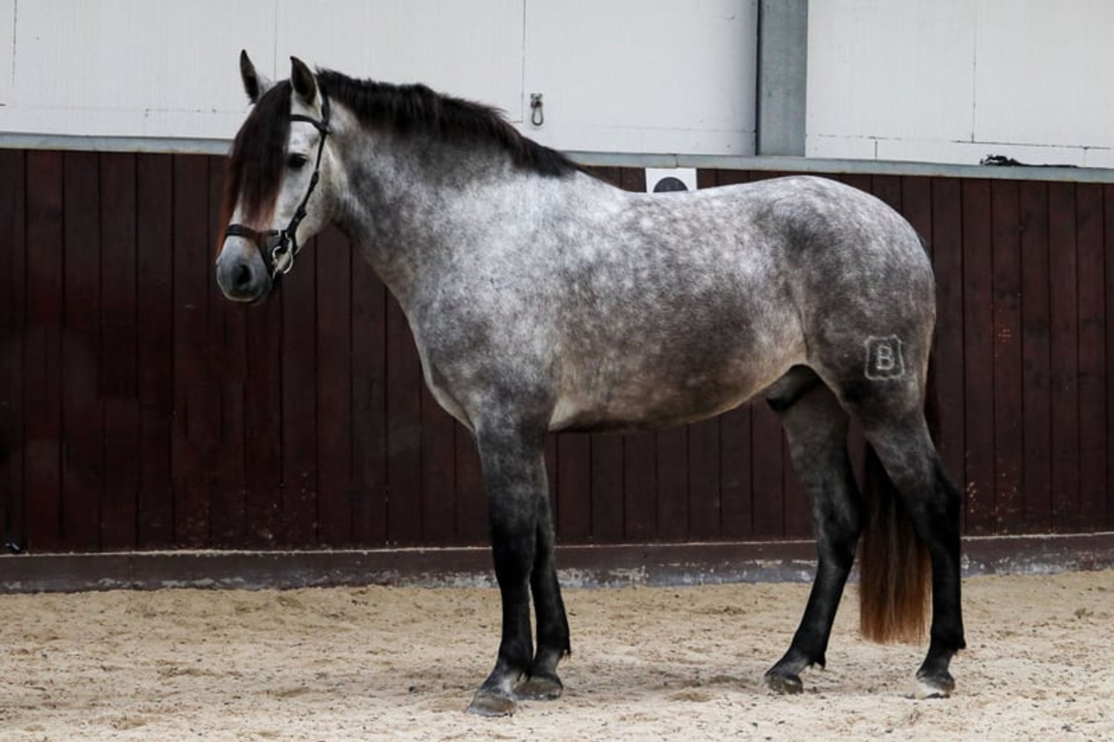 Dreamy Baroque rising star – Ideal mare-and-foal horse! - Image 3