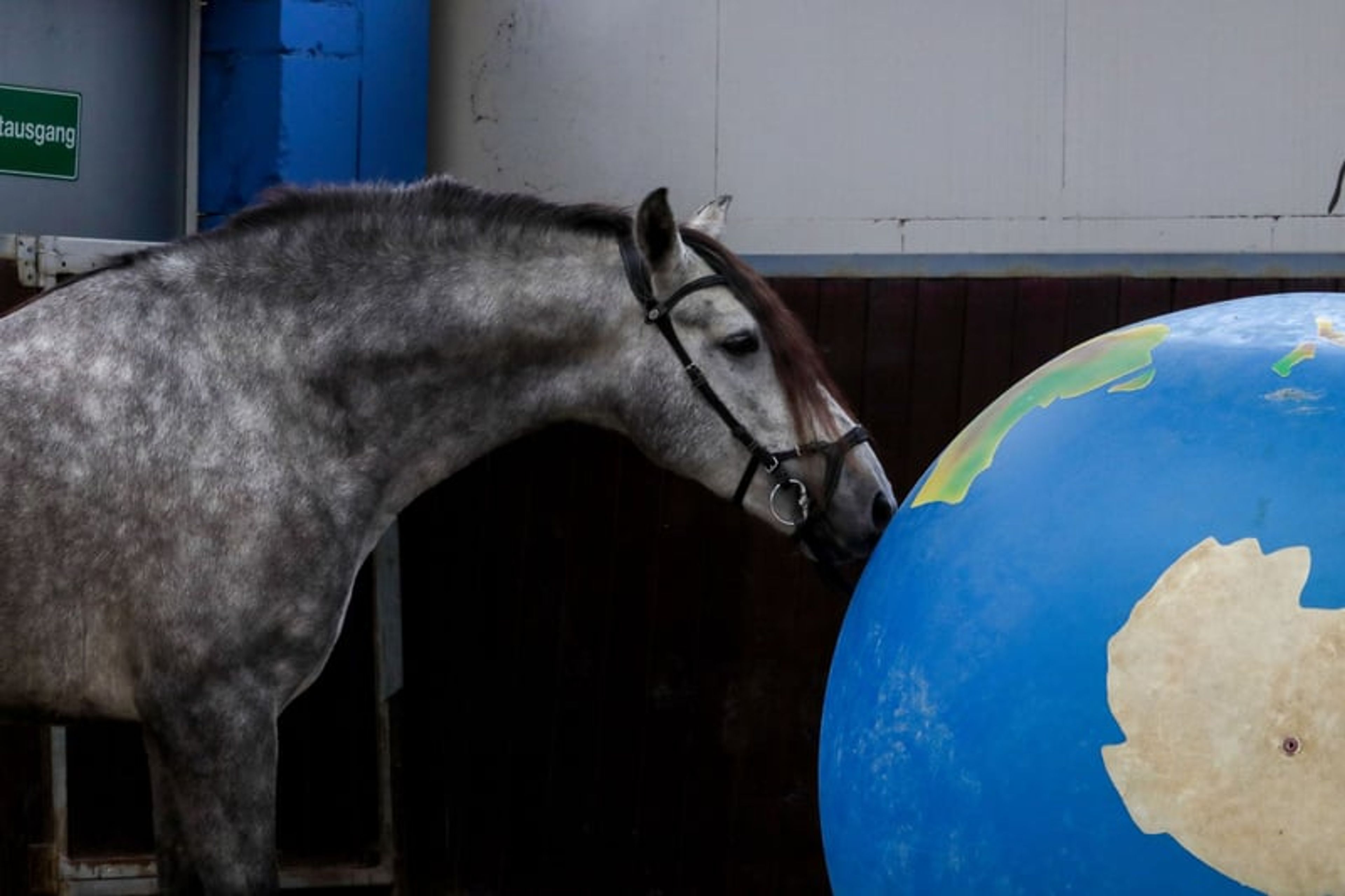 Dreamy Baroque rising star – Ideal mare-and-foal horse! - Image 4