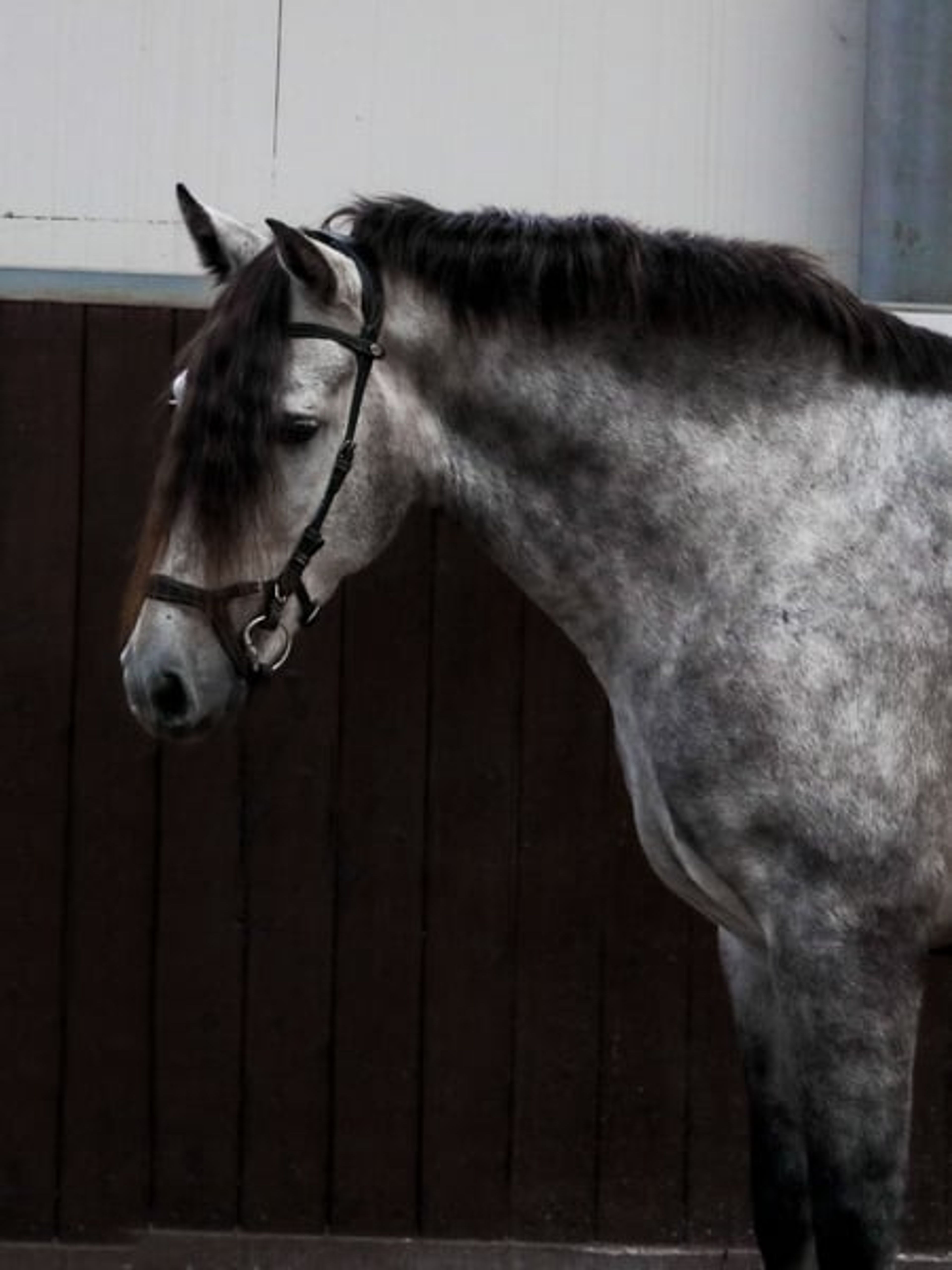 Dreamy Baroque rising star – Ideal mare-and-foal horse! - Image 5