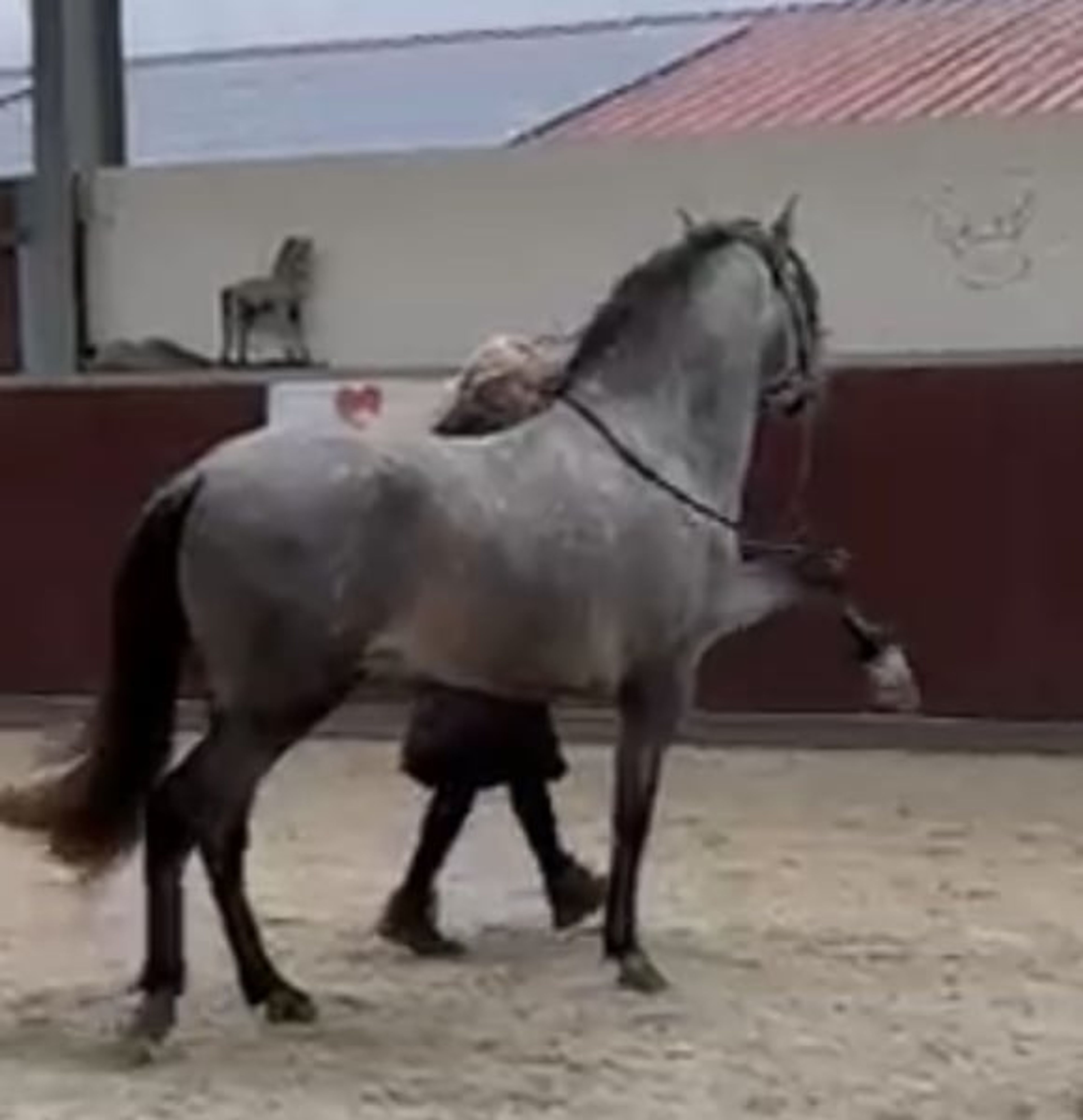 Dreamy Baroque rising star – Ideal mare-and-foal horse! - Image 6