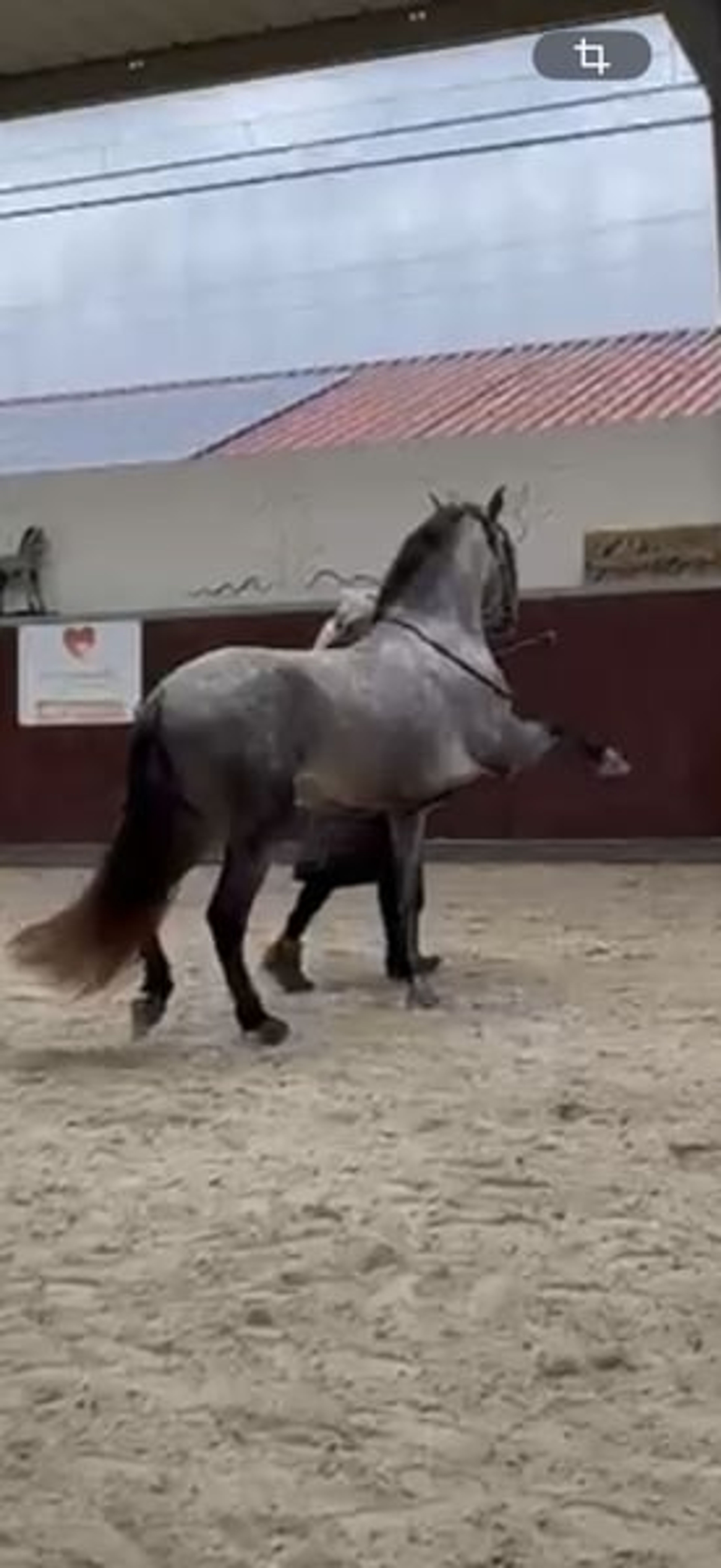 Dreamy Baroque rising star – Ideal mare-and-foal horse! - Image 7