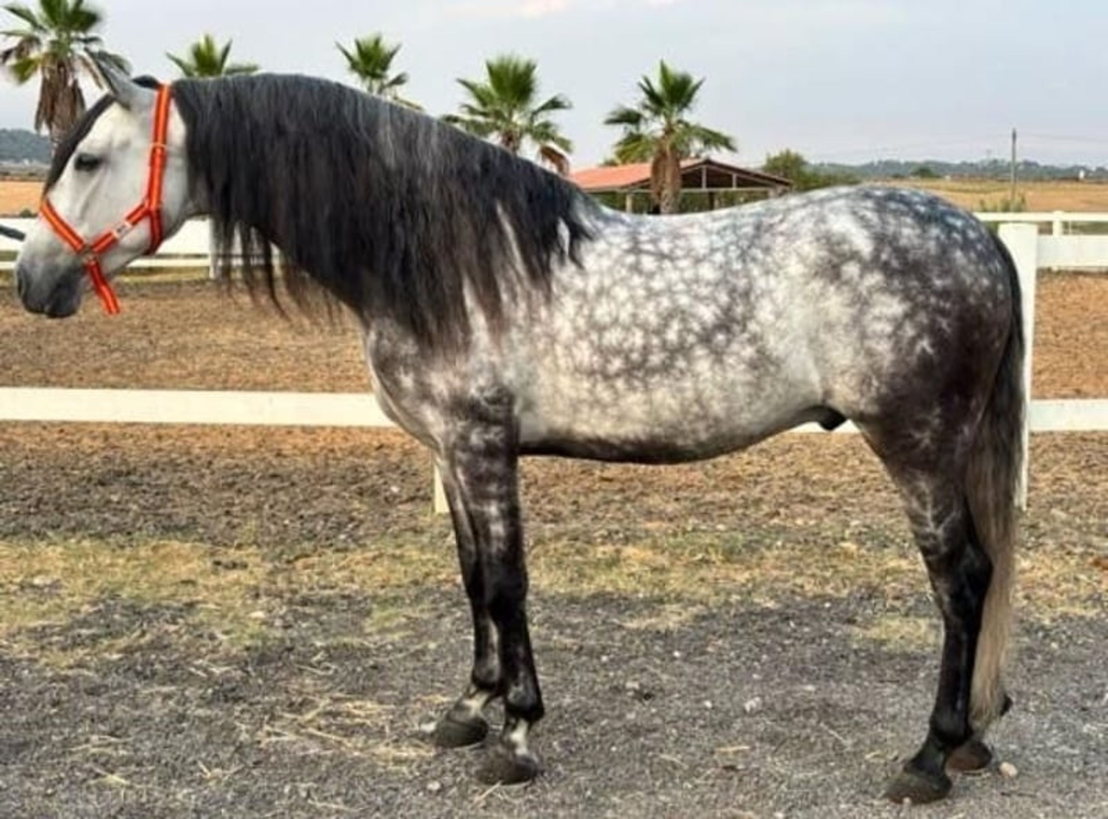 Purebred Spanish horse, gelding