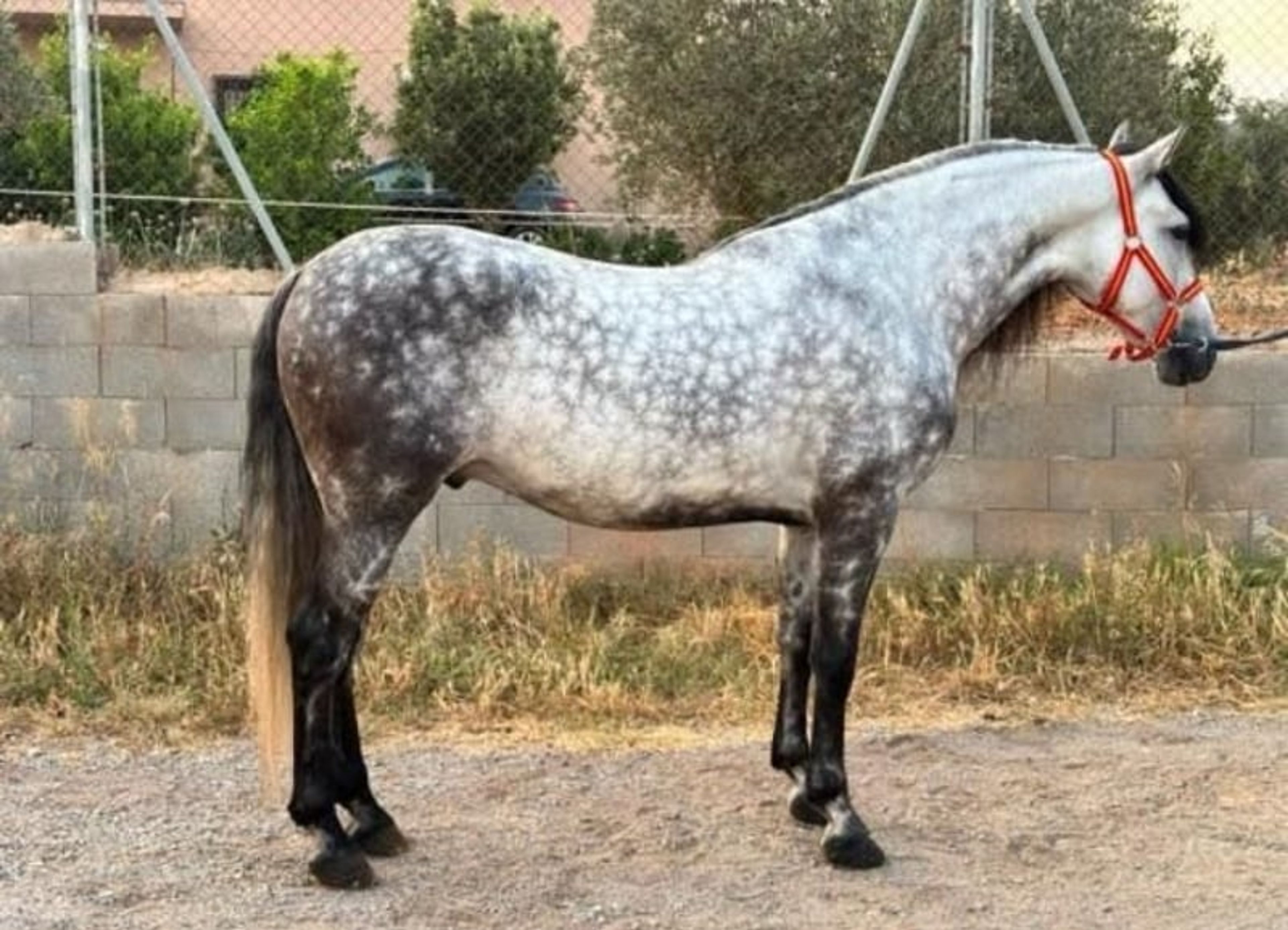Purebred Spanish horse, gelding - Image 2