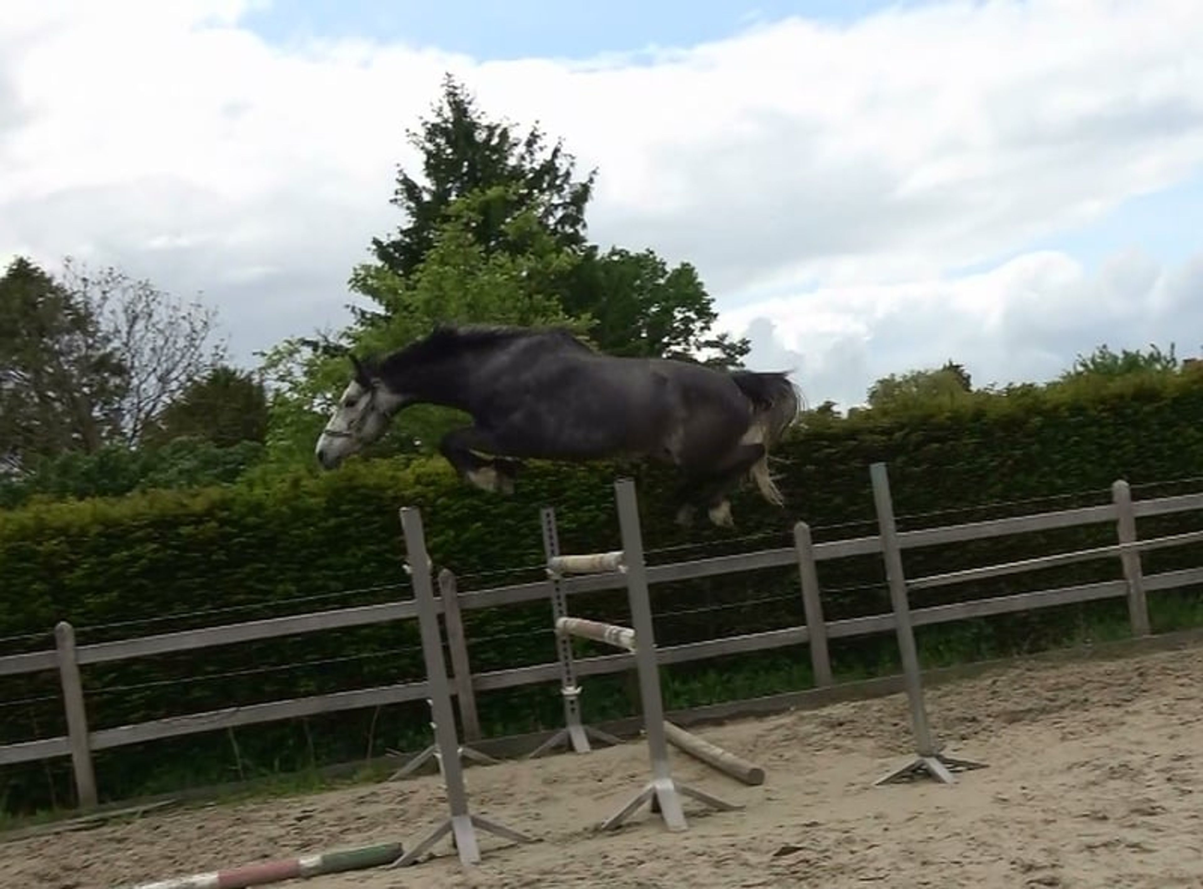 Promising 4-year-old BWP colt – potential for the future