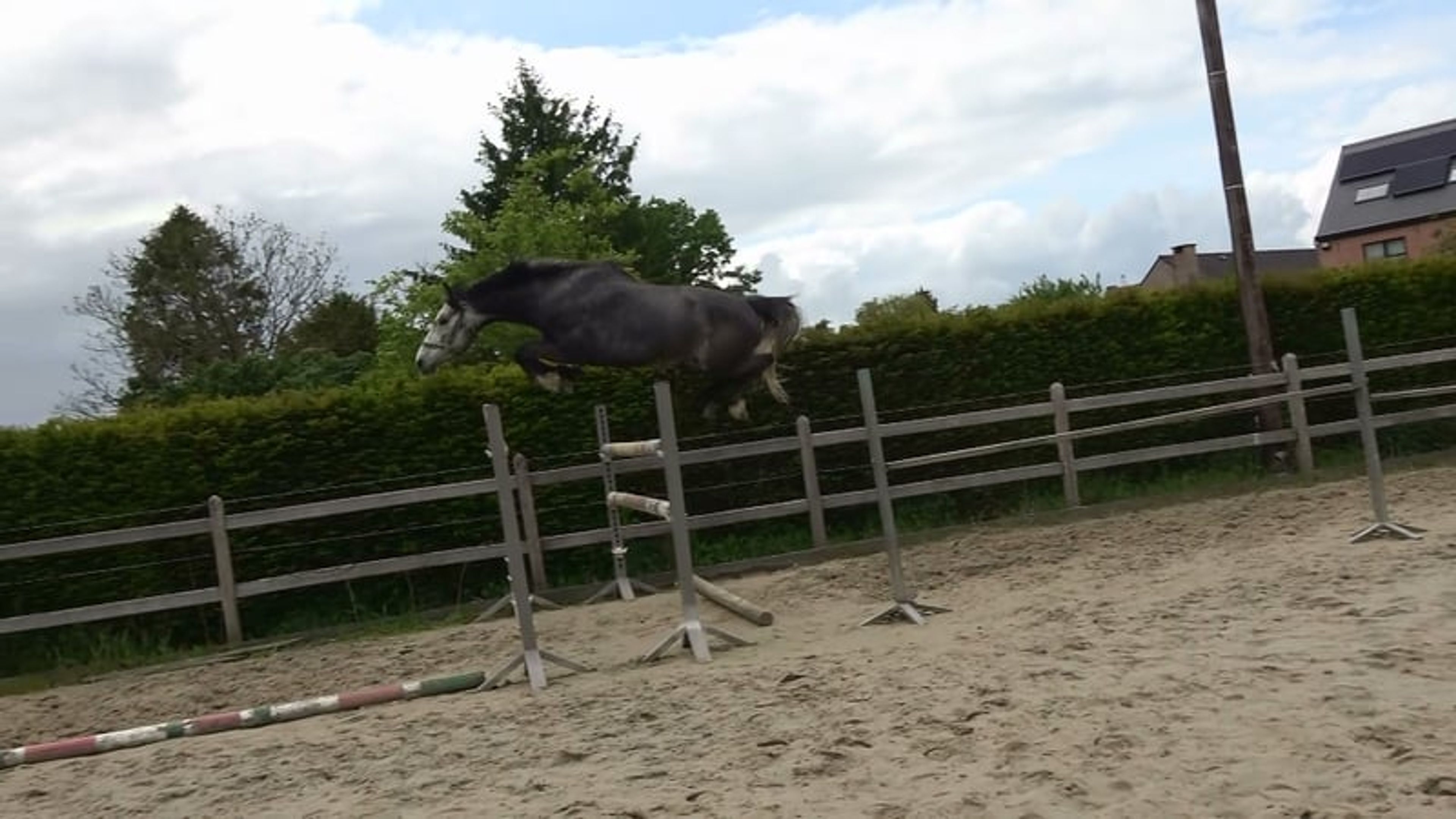 Promising 4-year-old BWP colt – potential for the future - Image 2