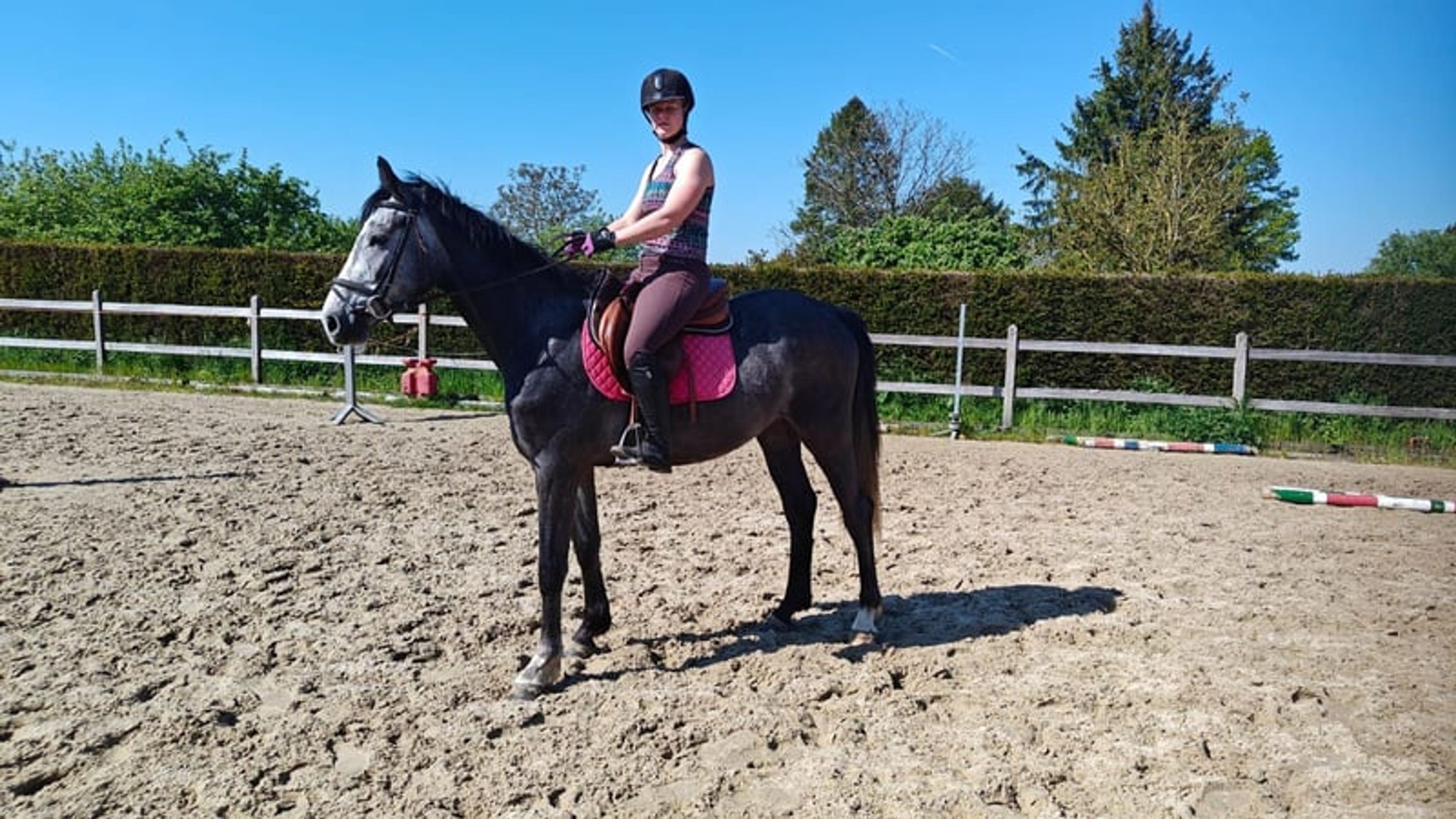 Promising 4-year-old BWP colt – potential for the future - Image 3