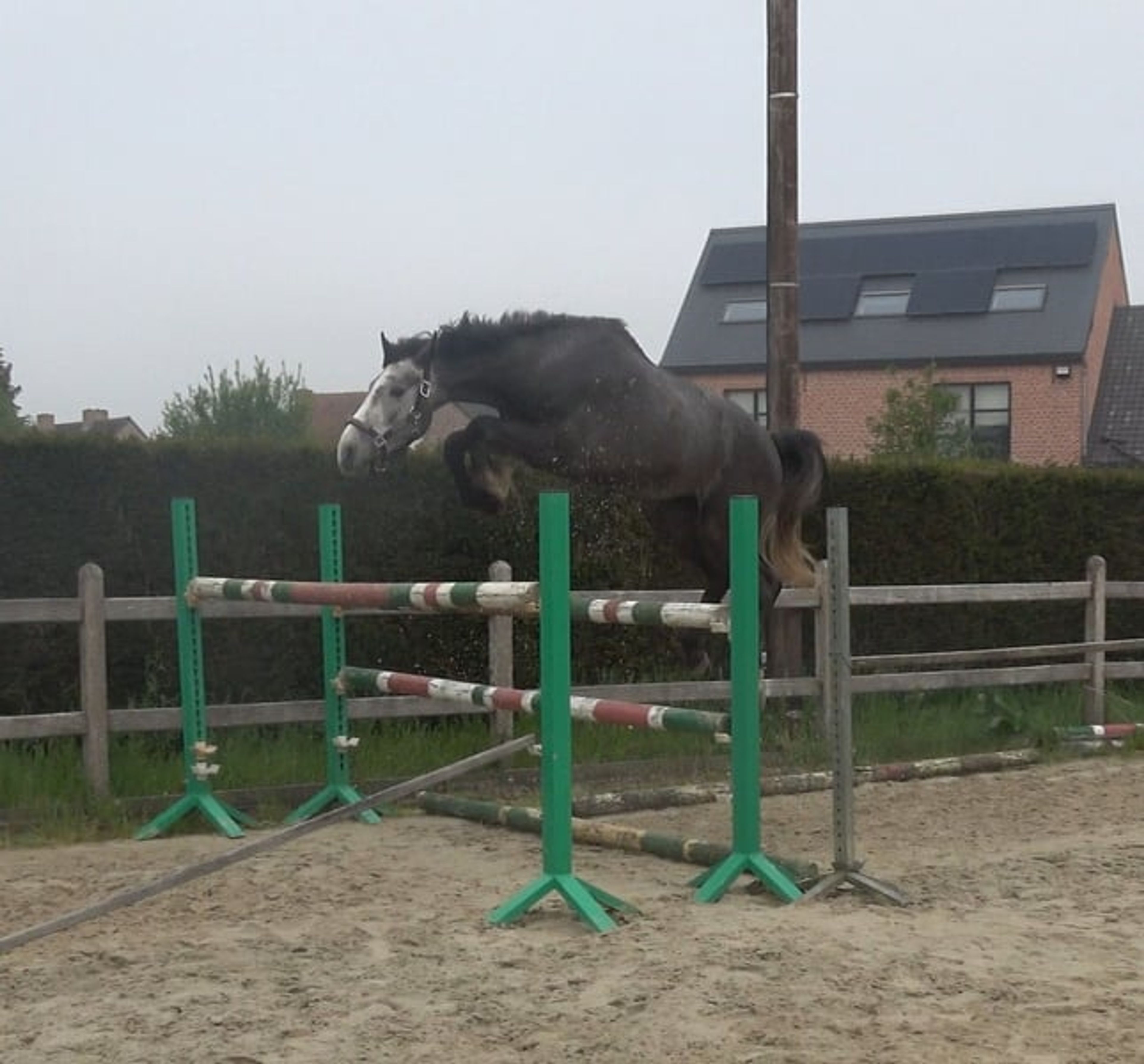 Promising 4-year-old BWP colt – potential for the future - Image 5