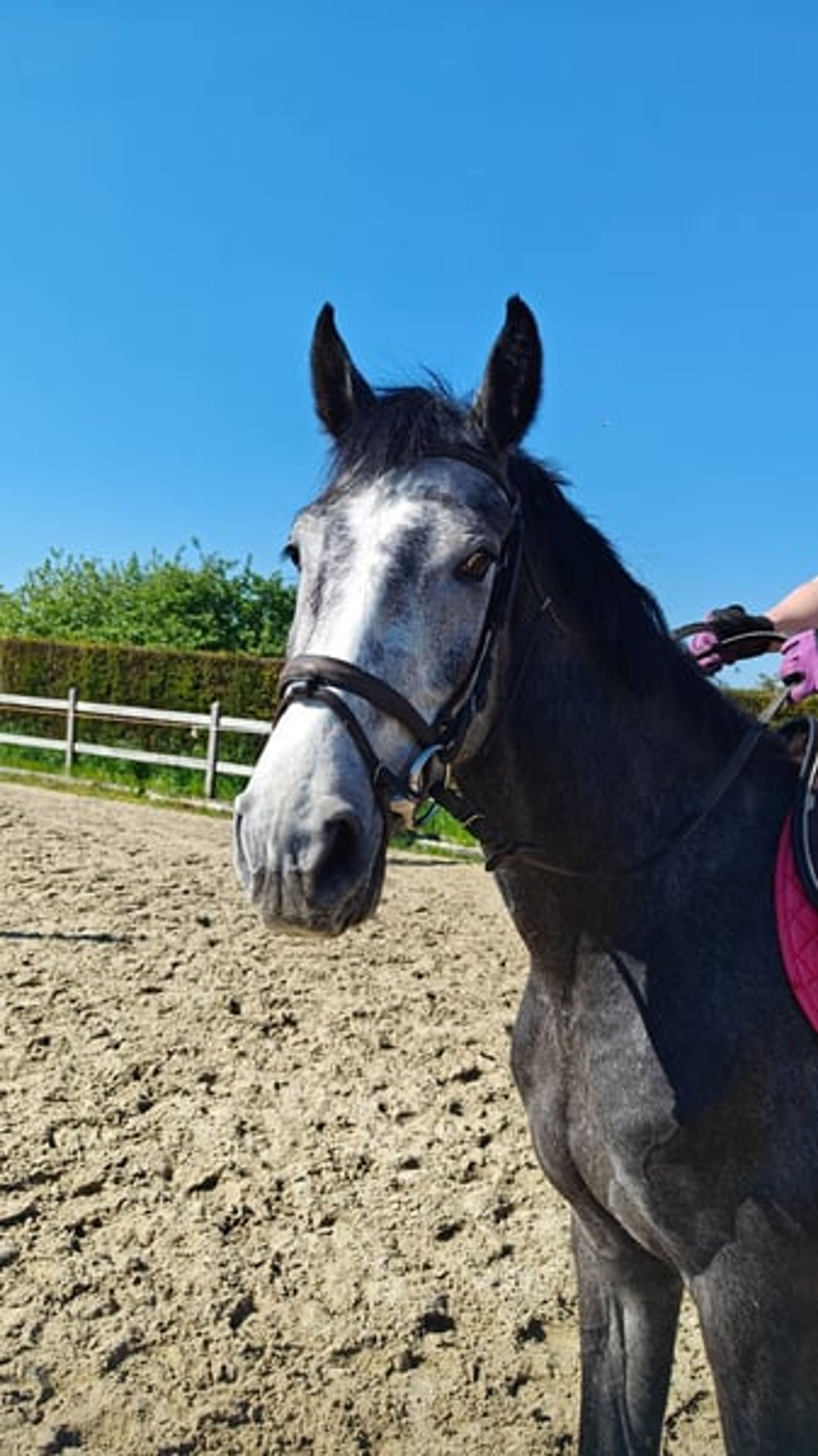 Promising 4-year-old BWP colt – potential for the future - Image 7