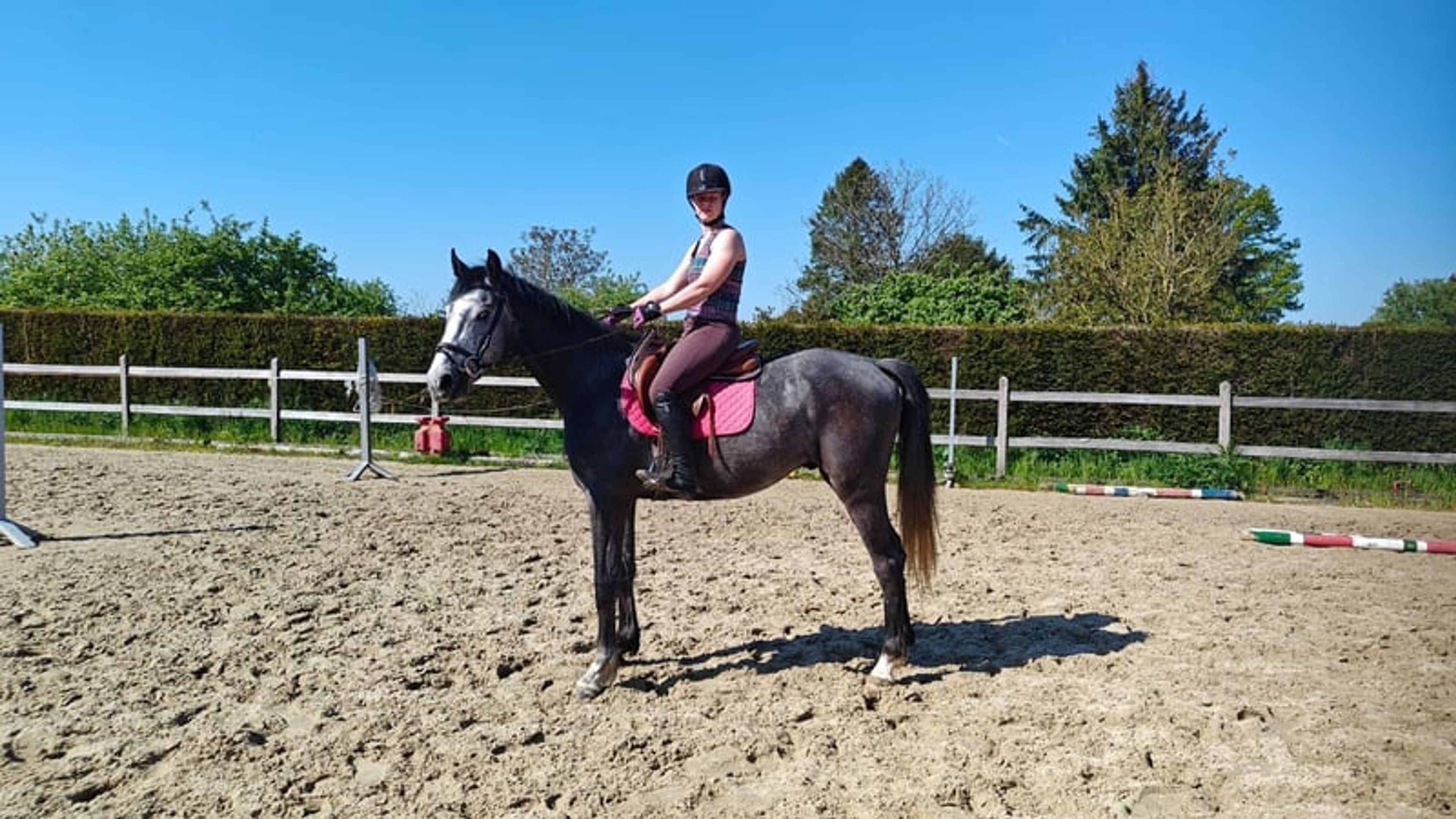 Promising 4-year-old BWP colt – potential for the future - Image 9