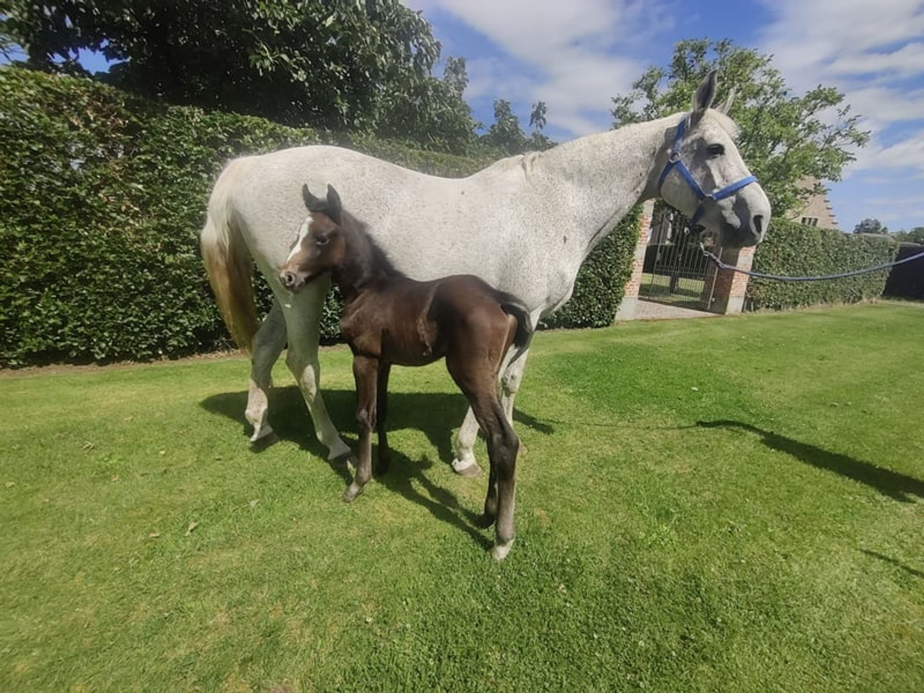 Promising 4-year-old BWP colt – potential for the future - Image 10