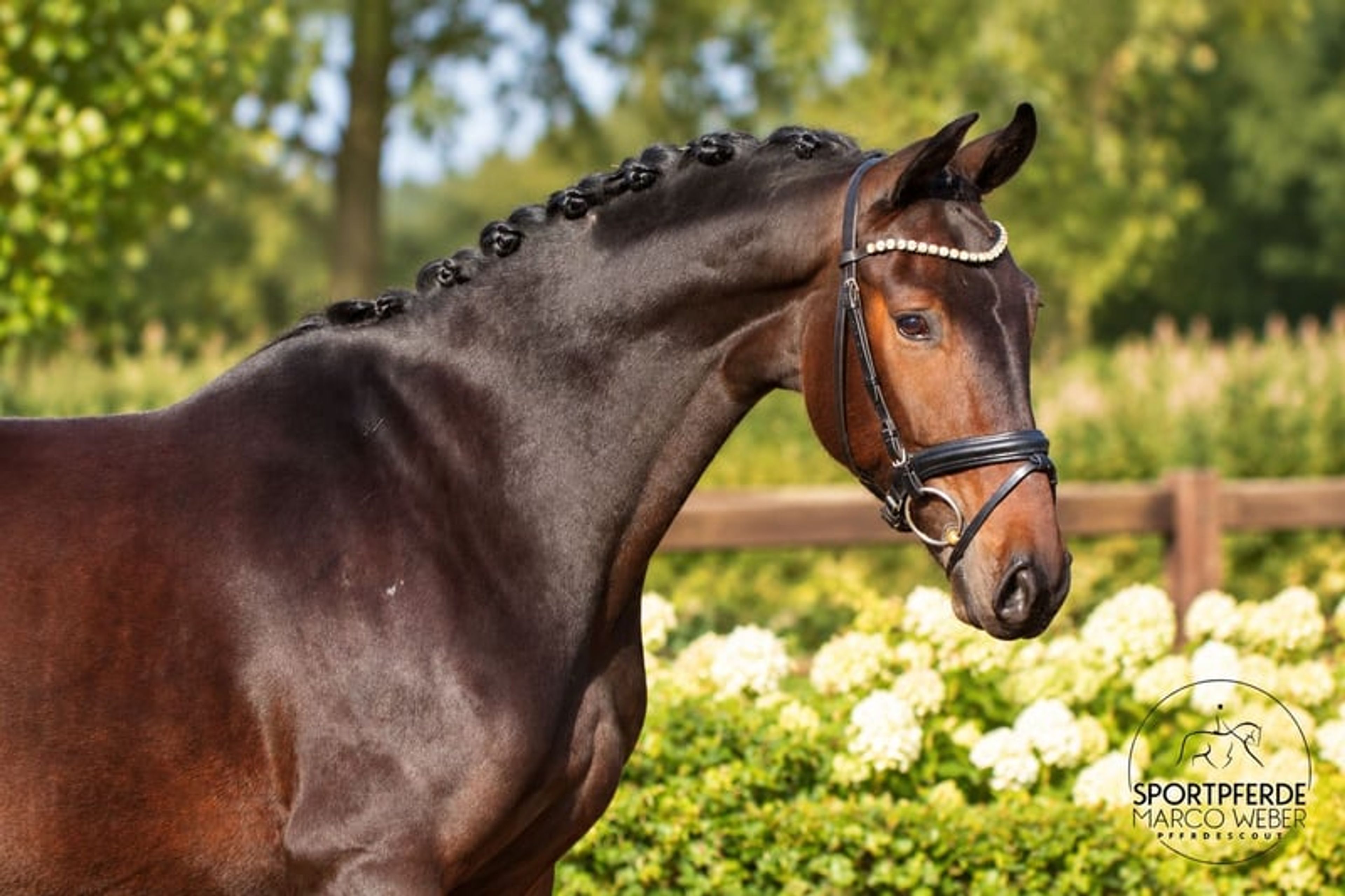 Dream gelding with a medium frame