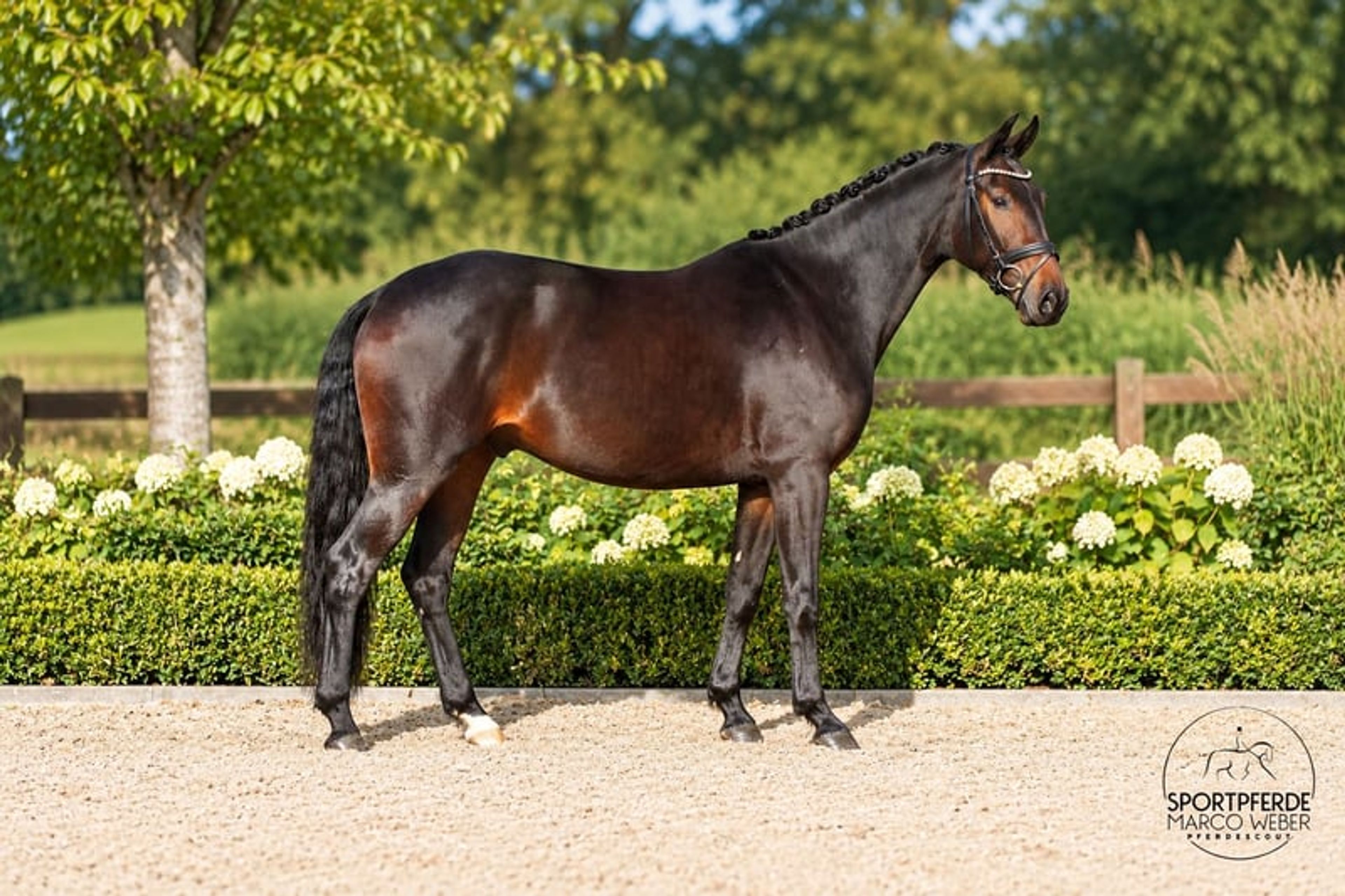 Dream gelding with a medium frame - Image 2