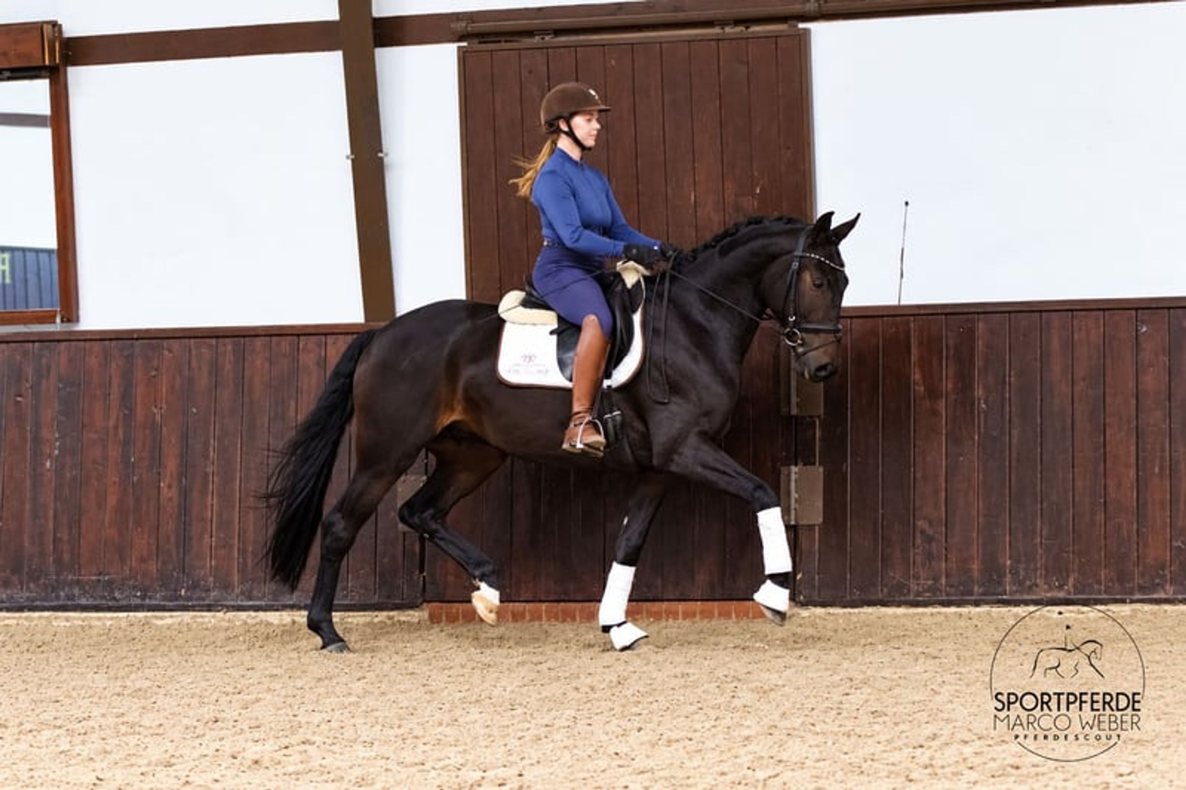 Dream gelding with a medium frame - Image 3