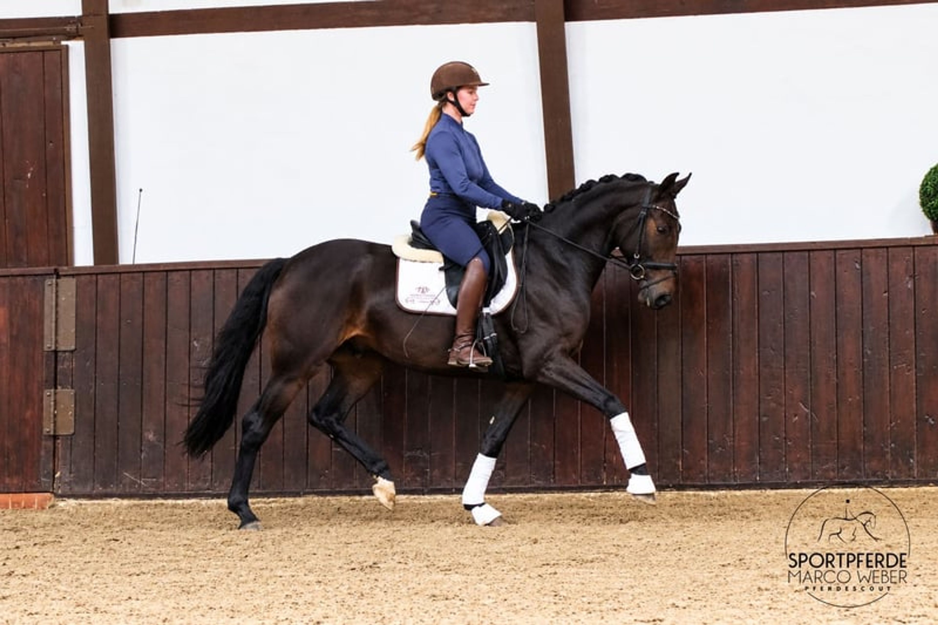 Dream gelding with a medium frame - Image 4