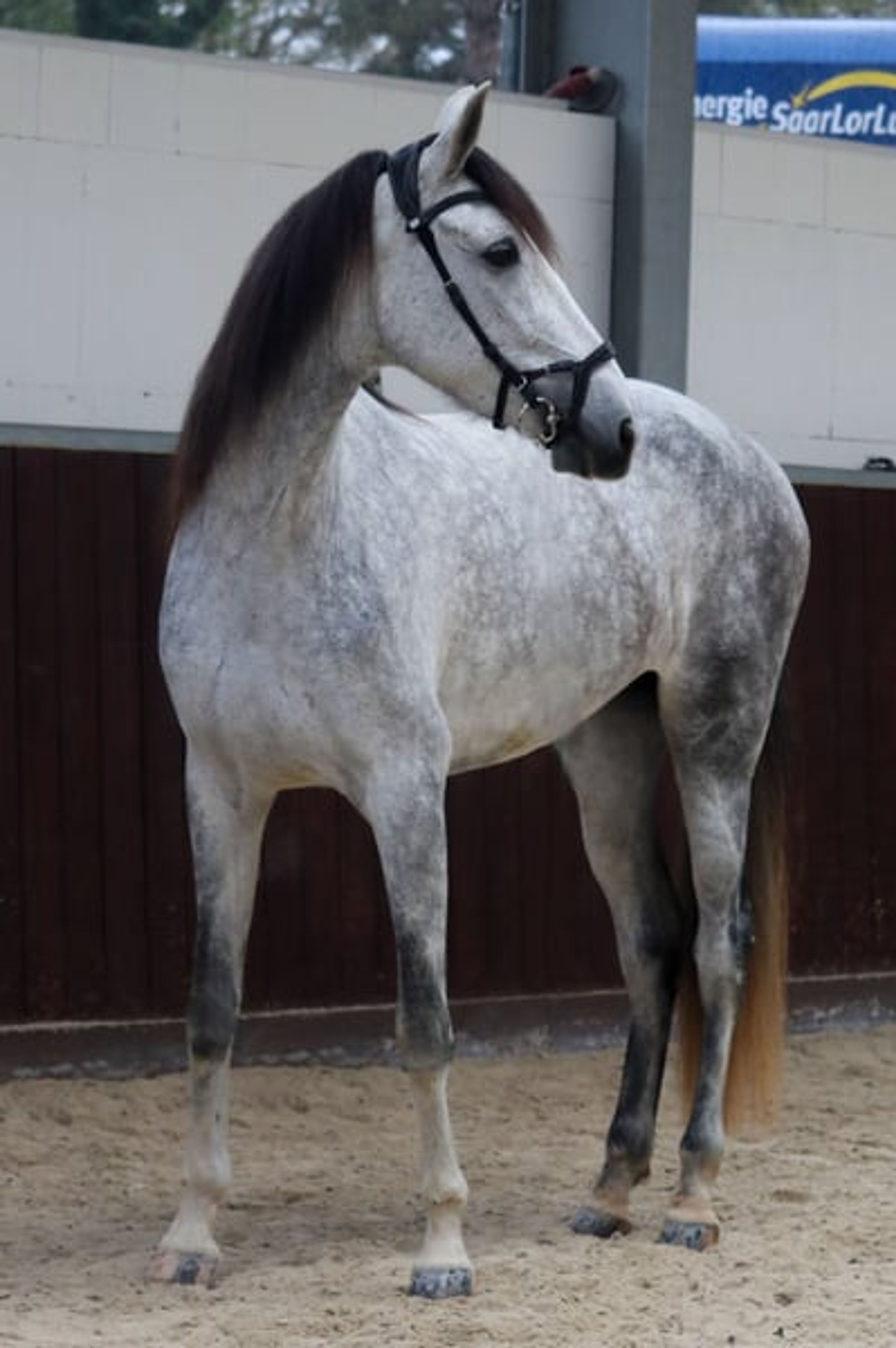 Finest Breeding, Top Character & Gently Developed – FARAONA MJB