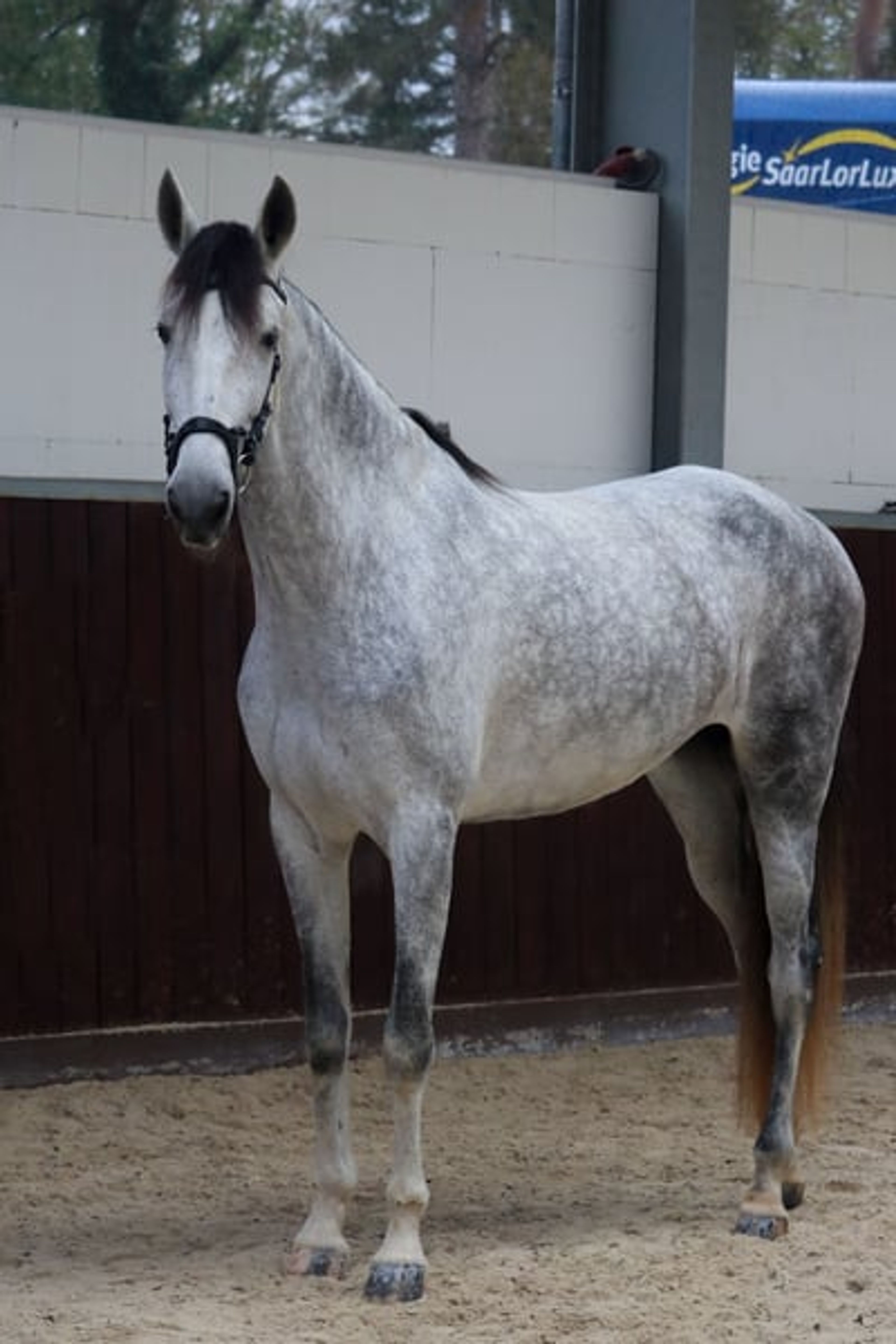 Finest Breeding, Top Character & Gently Developed – FARAONA MJB - Image 2
