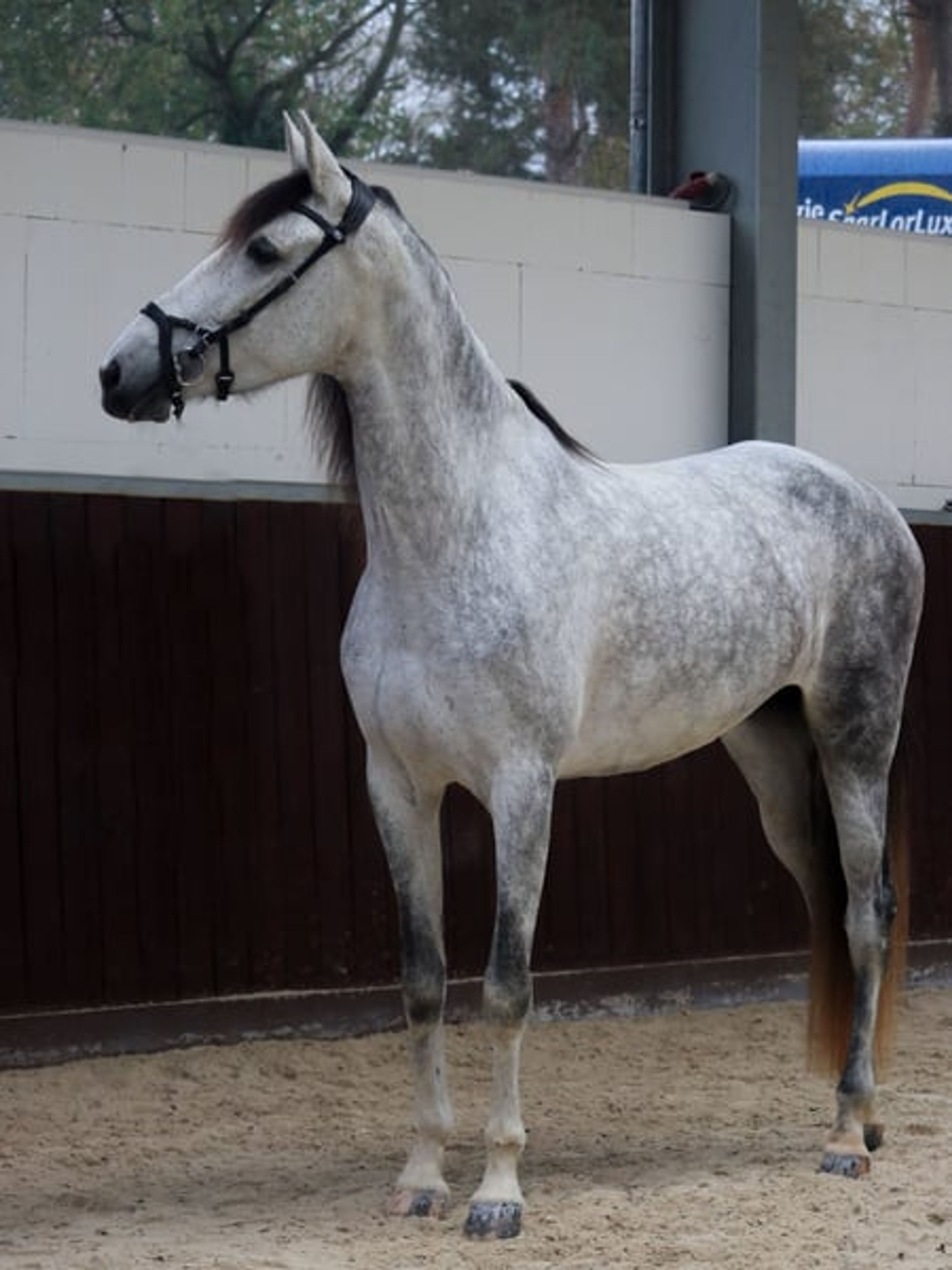 Finest Breeding, Top Character & Gently Developed – FARAONA MJB - Image 3
