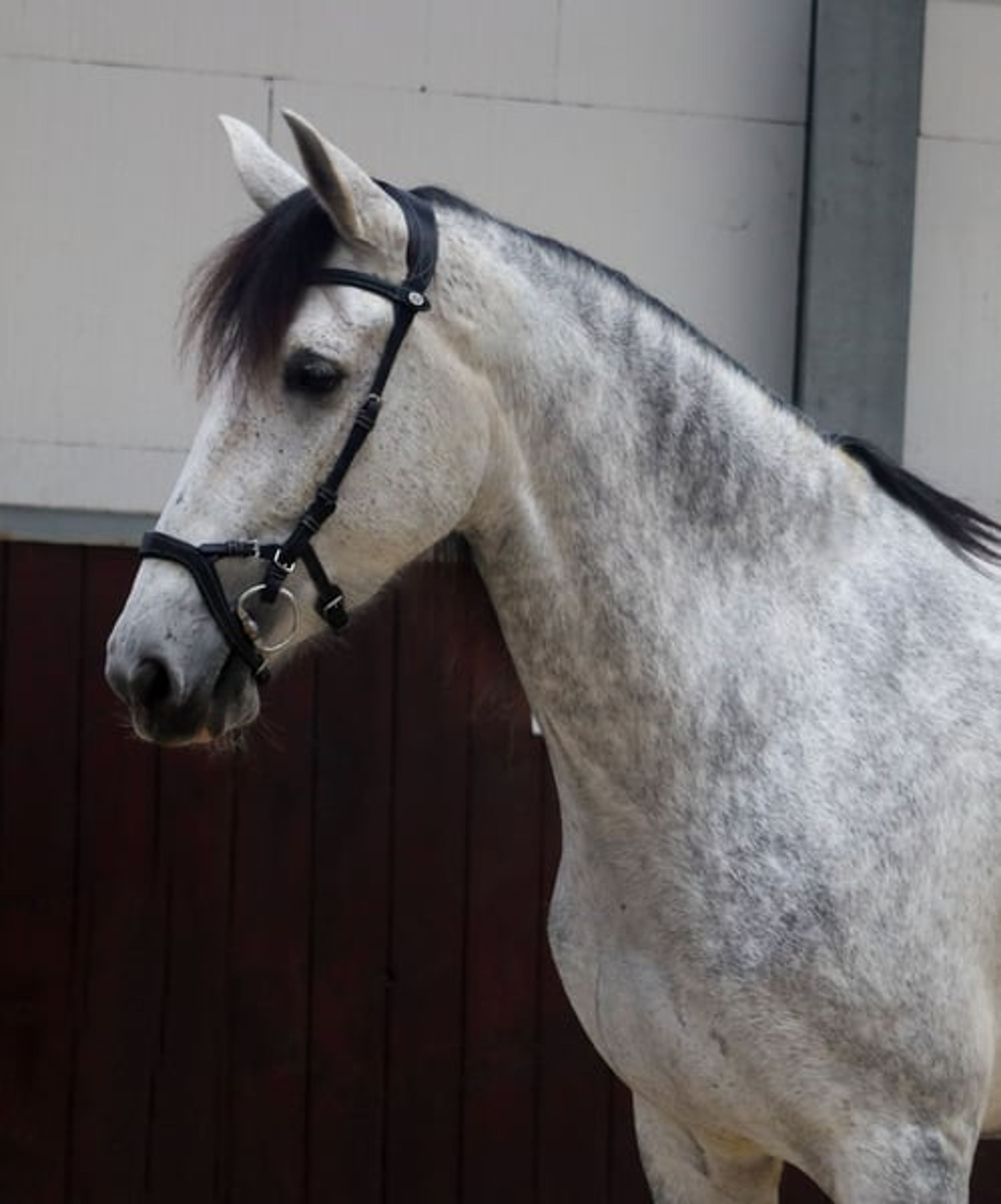 Finest Breeding, Top Character & Gently Developed – FARAONA MJB - Image 4