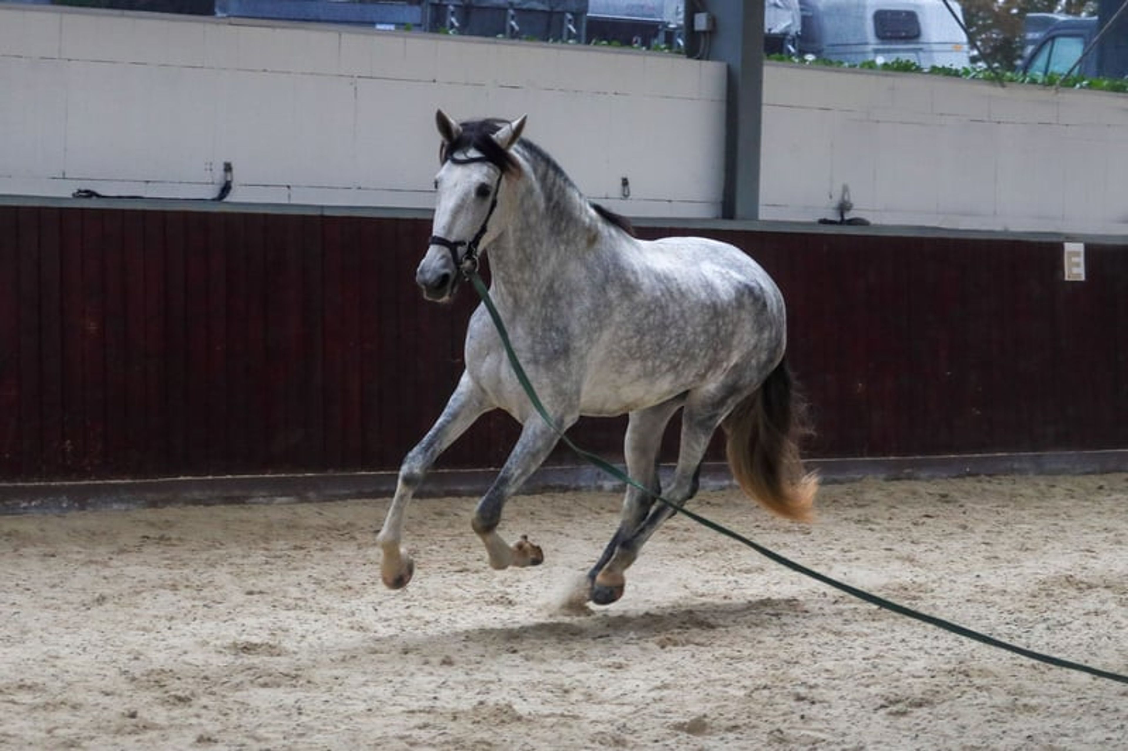 Finest Breeding, Top Character & Gently Developed – FARAONA MJB - Image 5