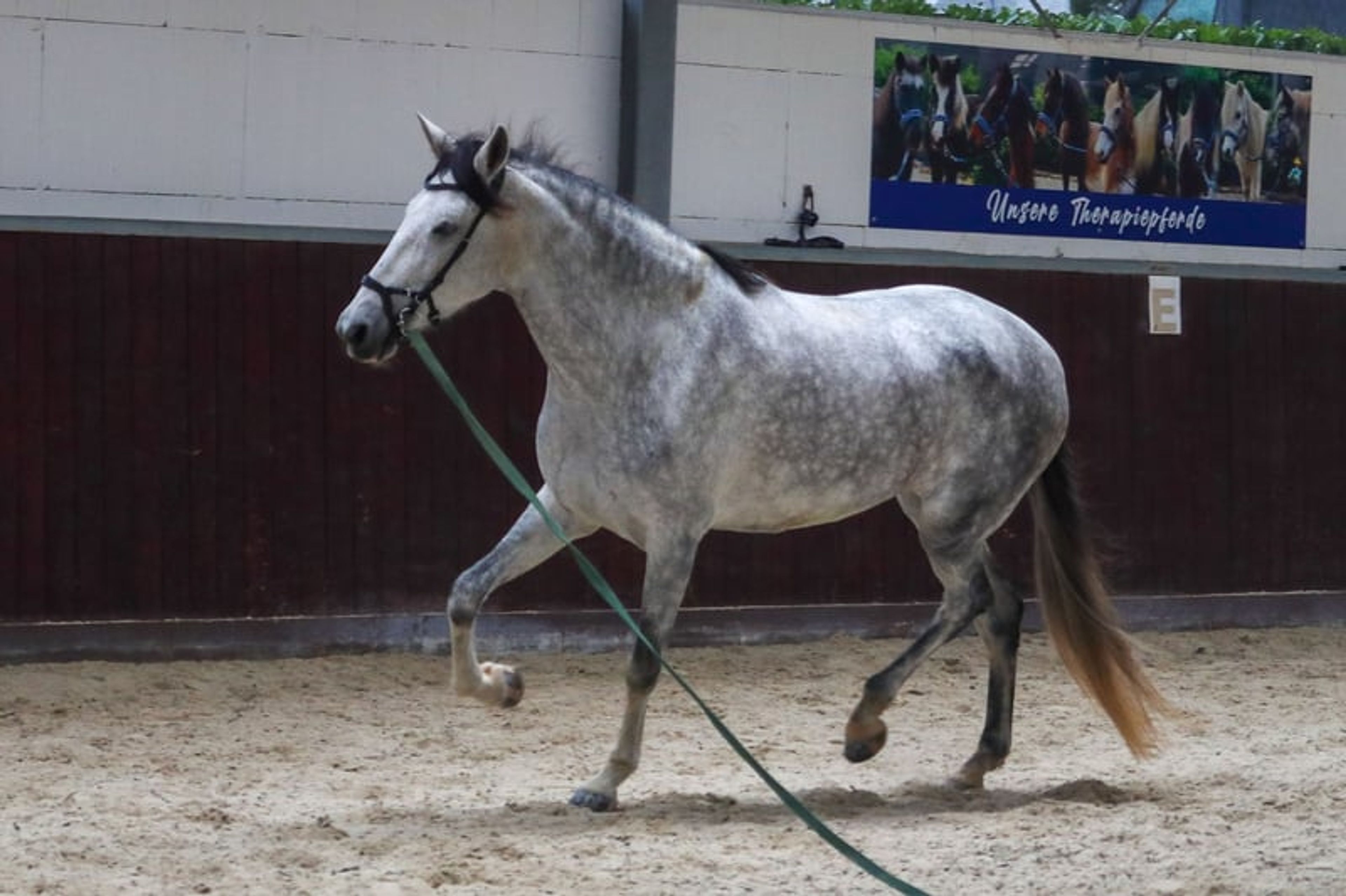 Finest Breeding, Top Character & Gently Developed – FARAONA MJB - Image 6