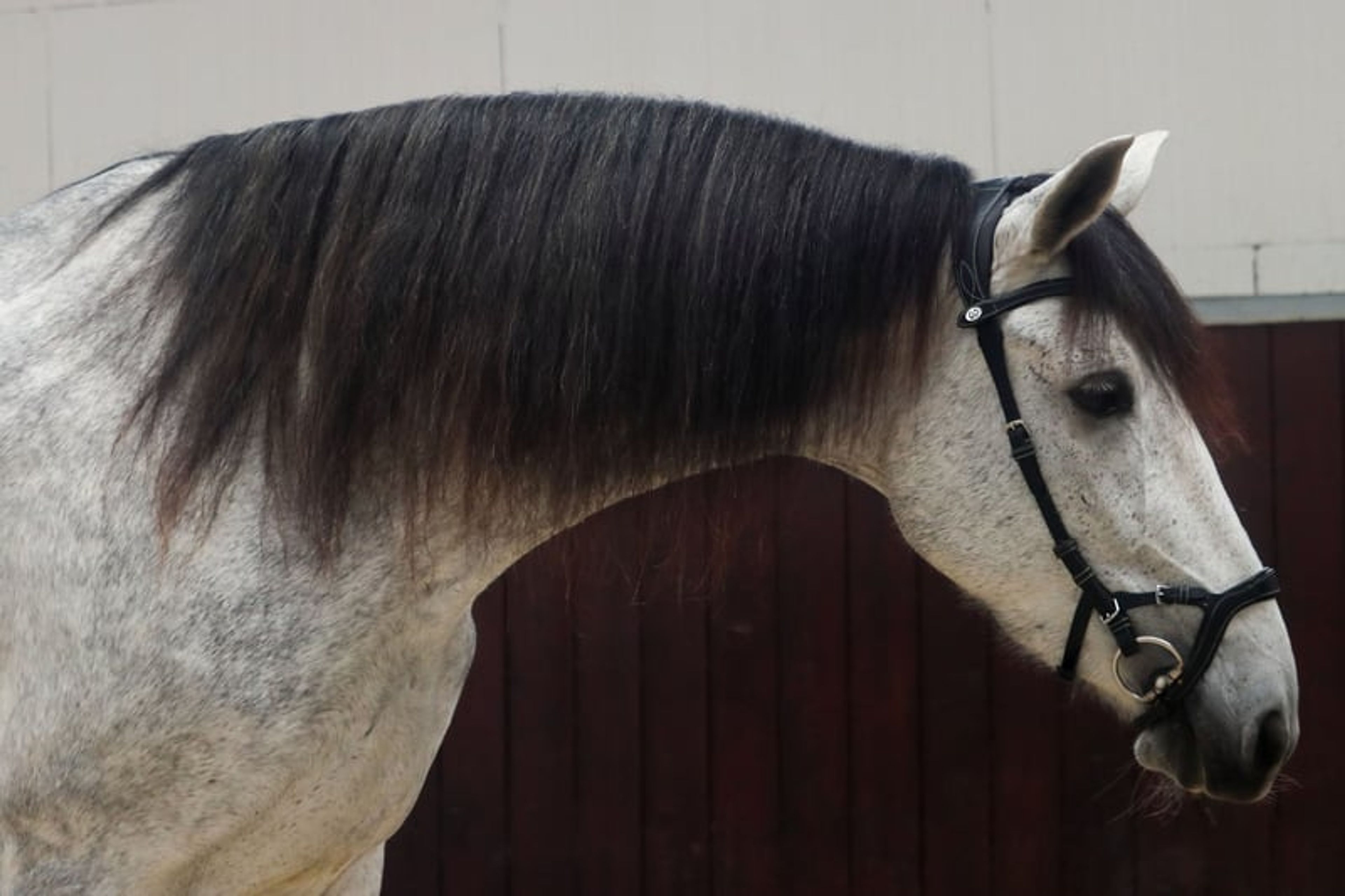 Finest Breeding, Top Character & Gently Developed – FARAONA MJB - Image 7