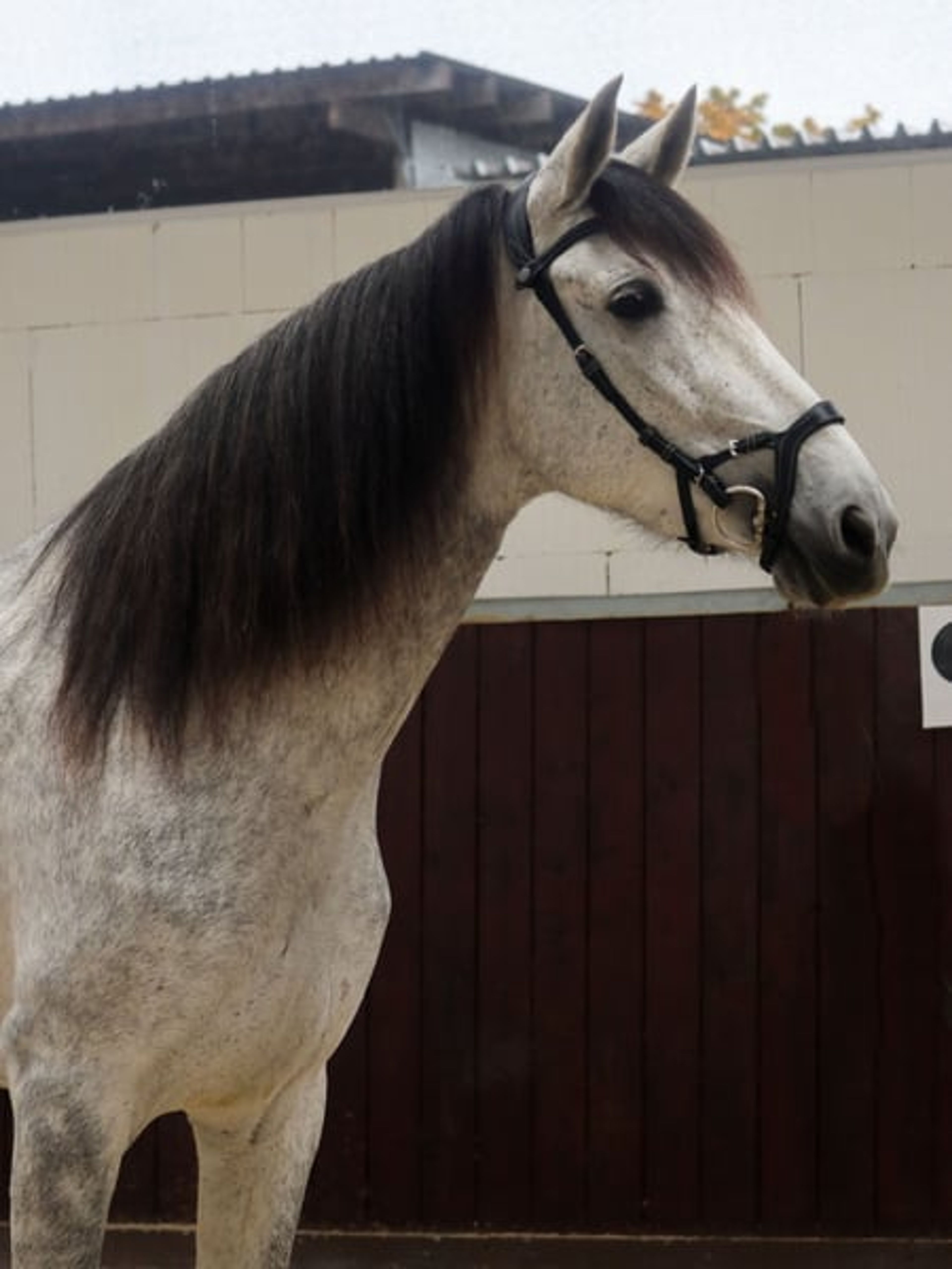 Finest Breeding, Top Character & Gently Developed – FARAONA MJB - Image 8