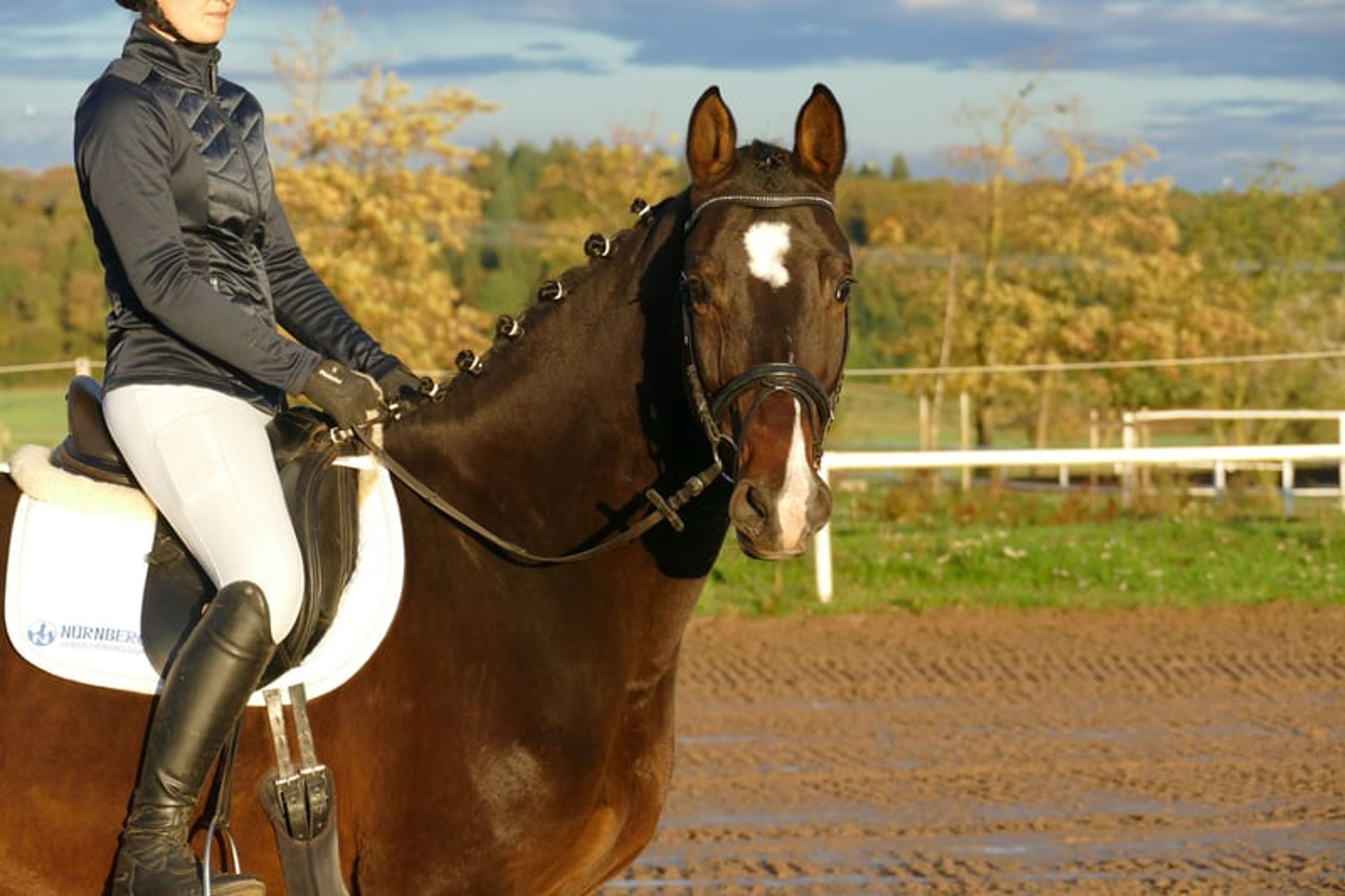 Versatile ladies’ and family horse