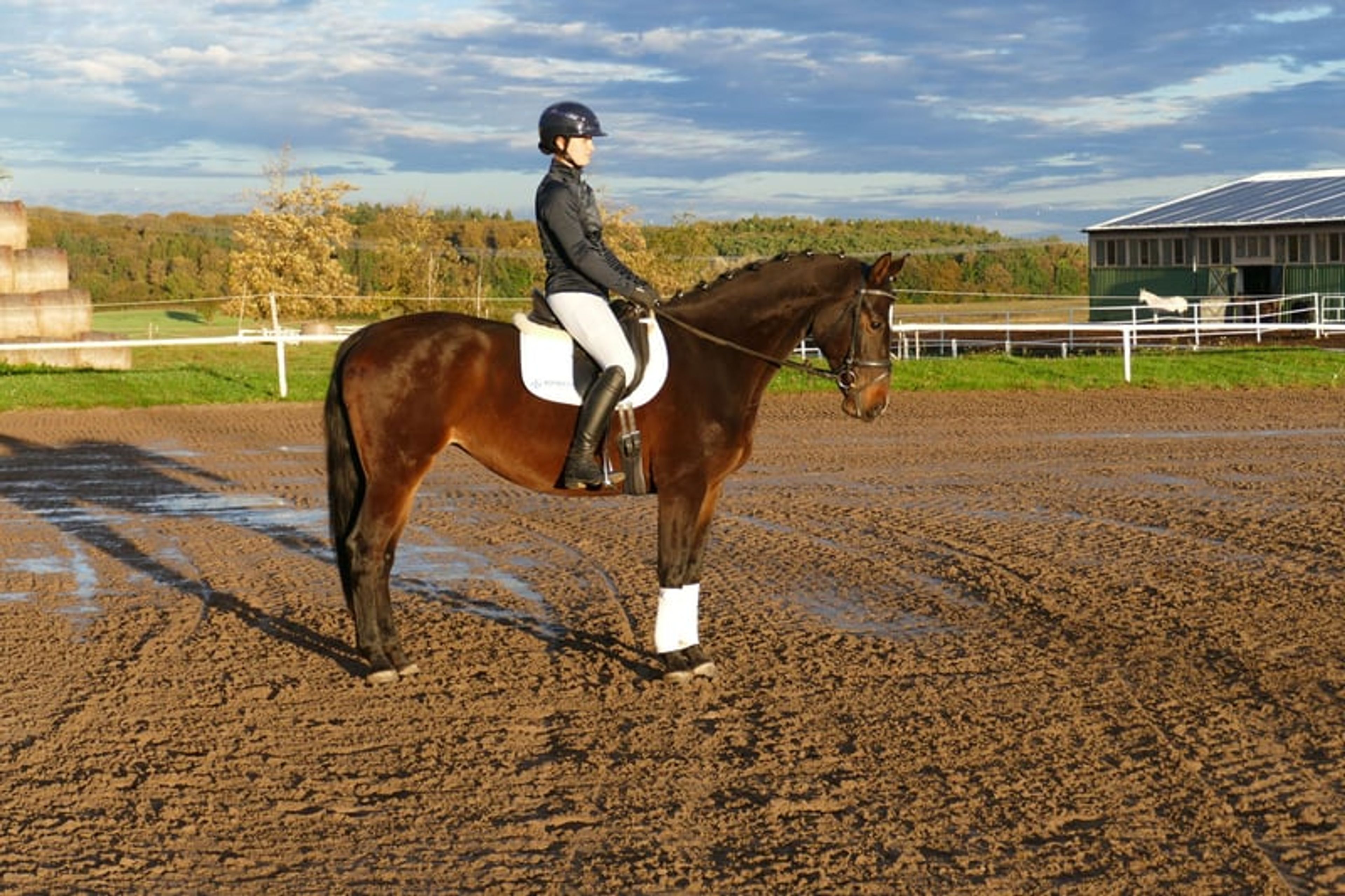 Versatile ladies’ and family horse - Image 2