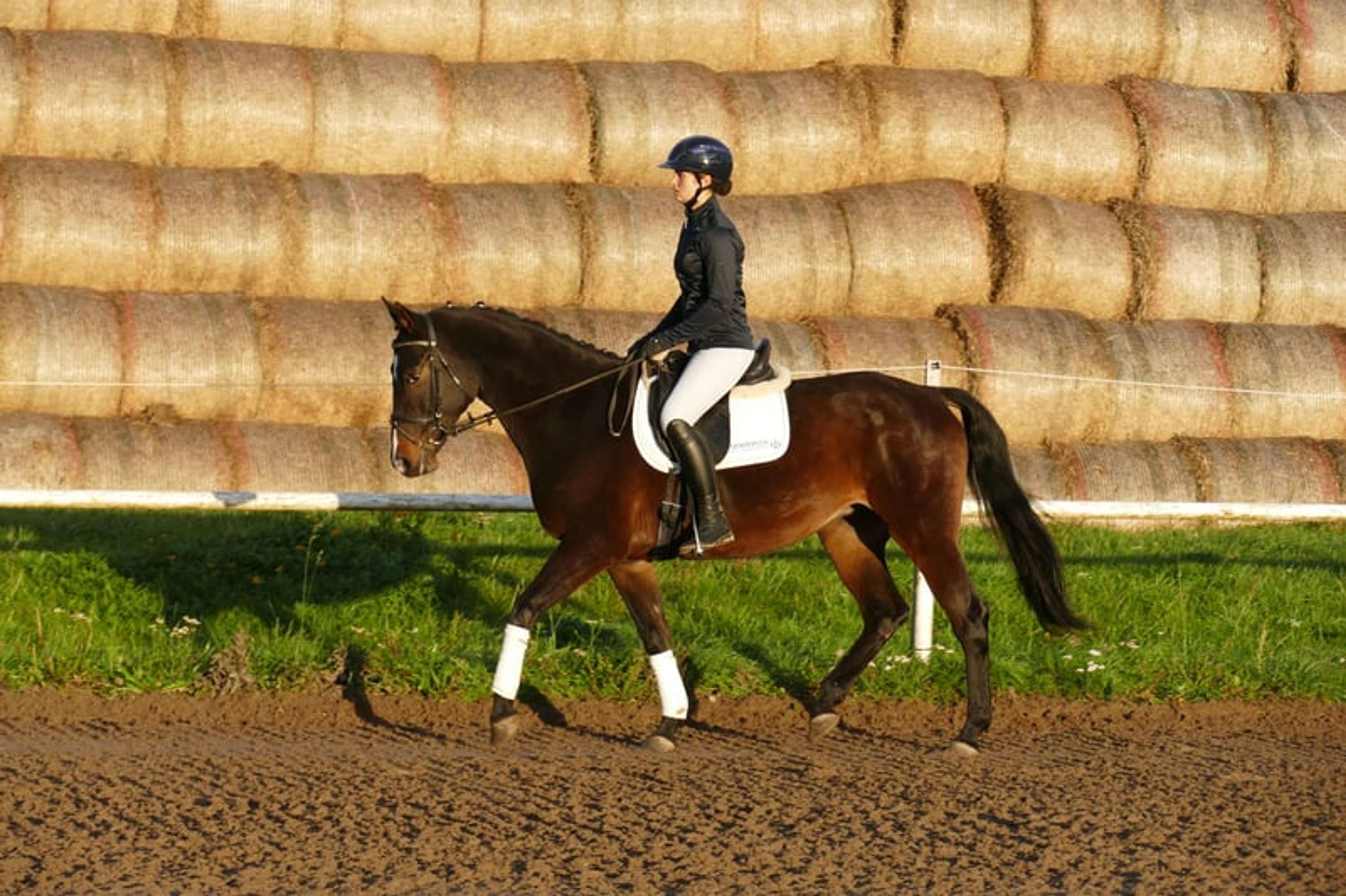 Versatile ladies’ and family horse - Image 3
