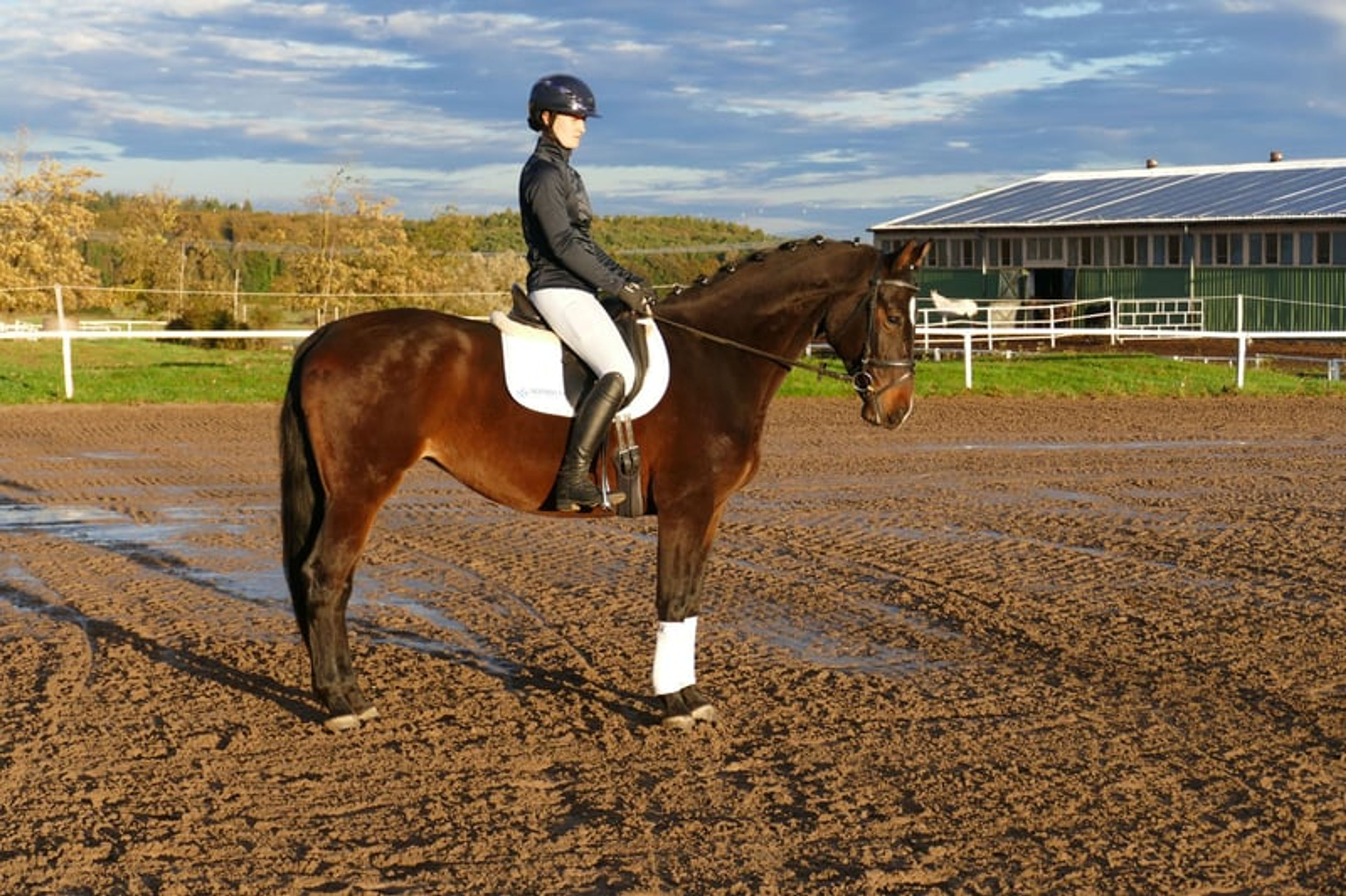 Versatile ladies’ and family horse - Image 4