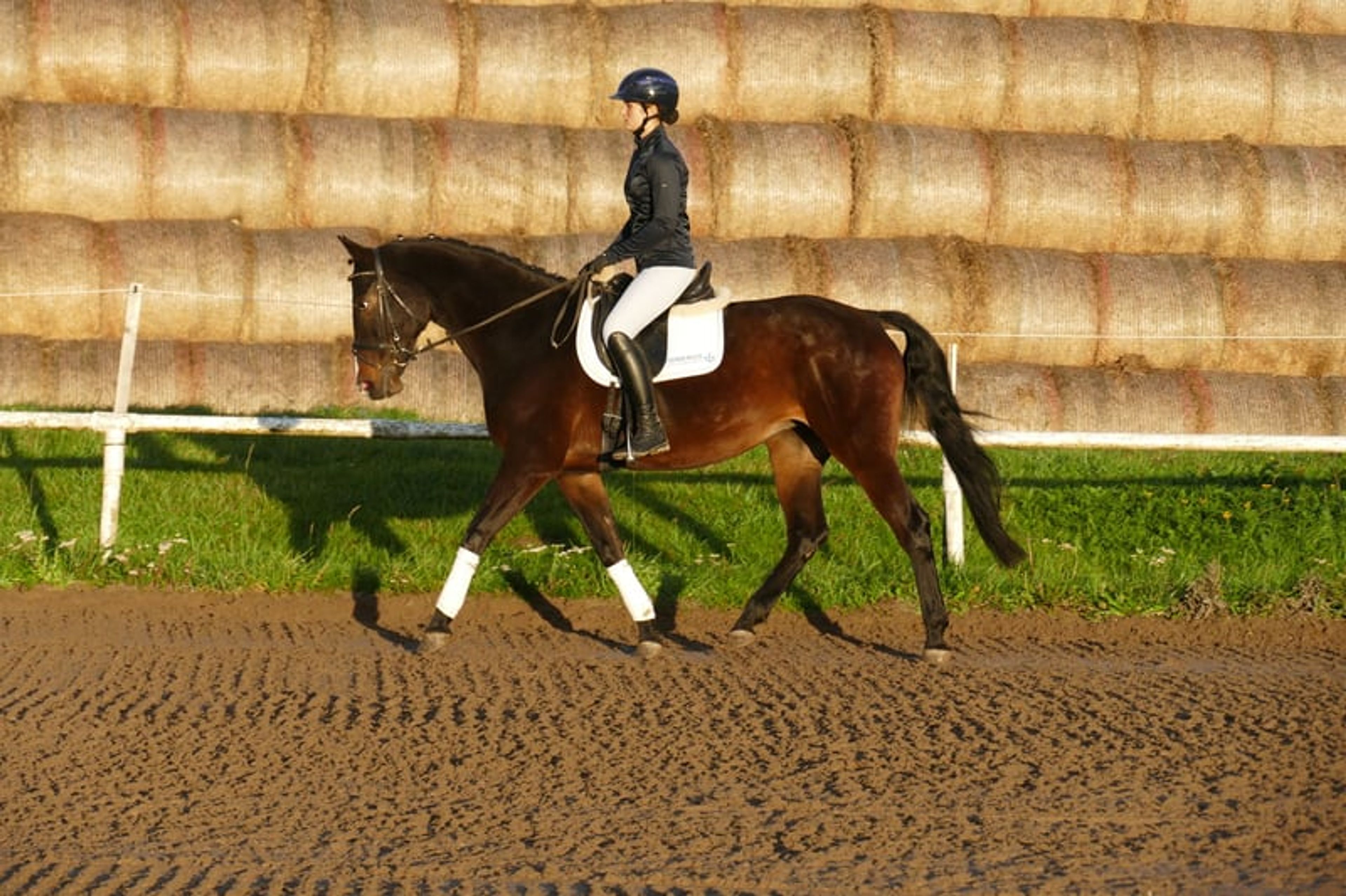 Versatile ladies’ and family horse - Image 5