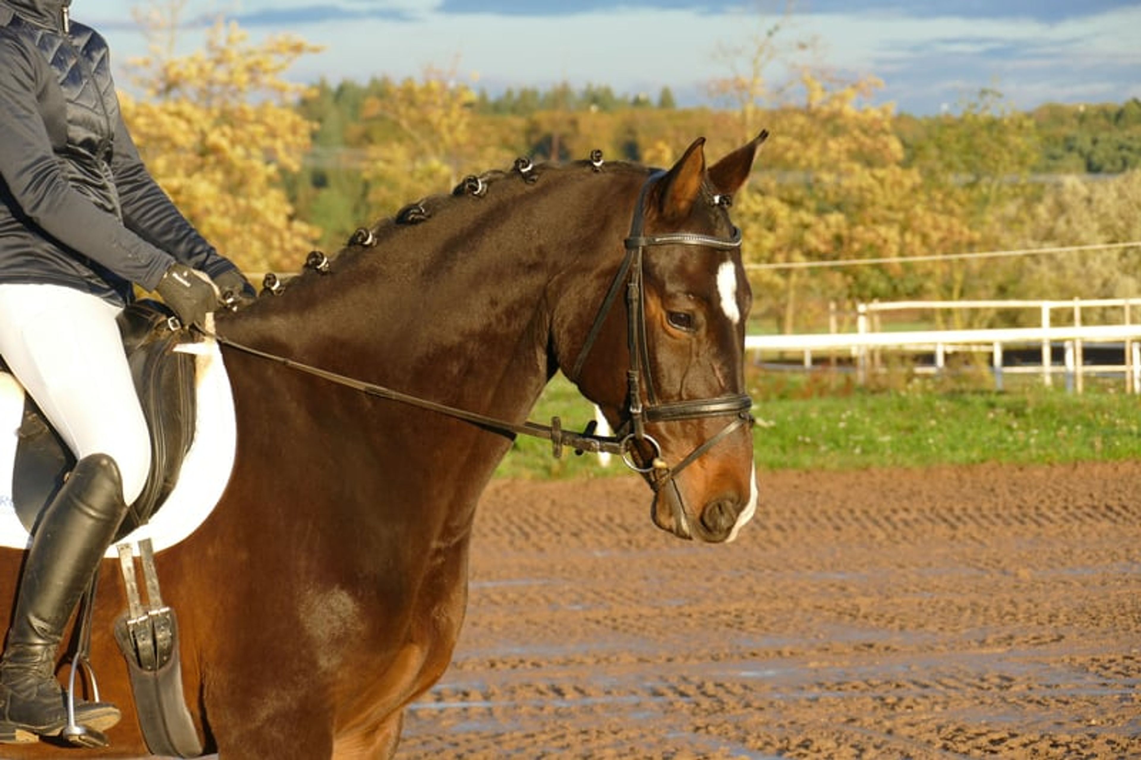 Versatile ladies’ and family horse - Image 6