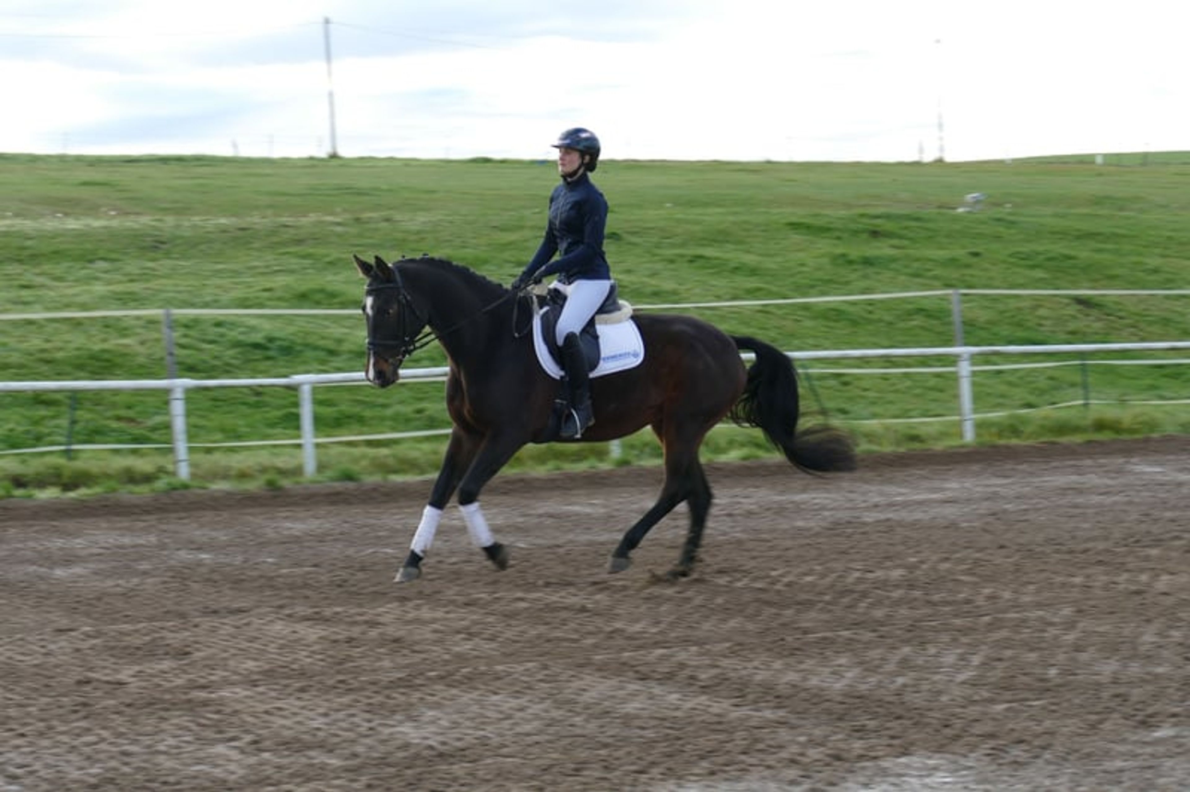 Versatile ladies’ and family horse - Image 7