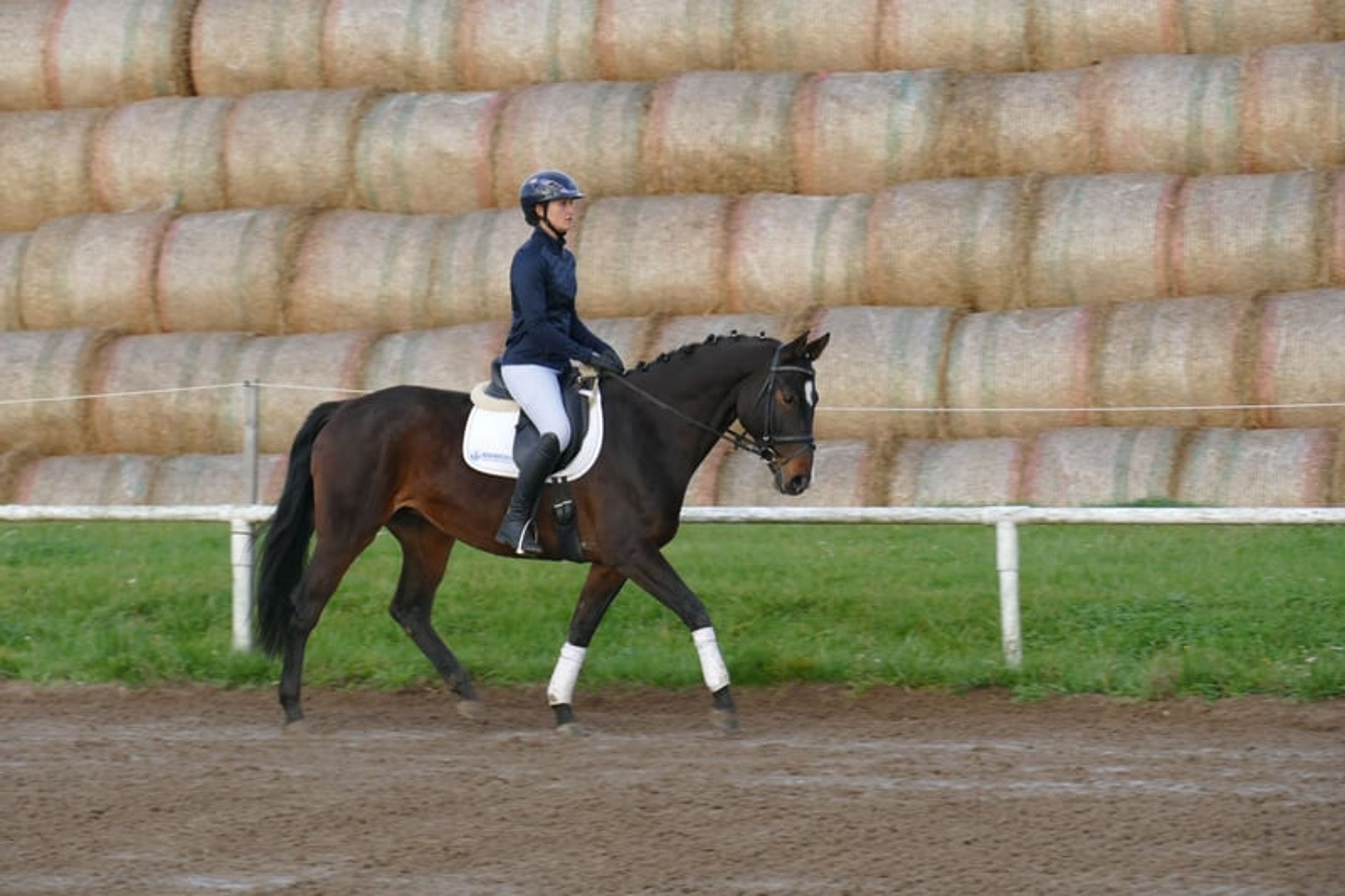 Versatile ladies’ and family horse - Image 8