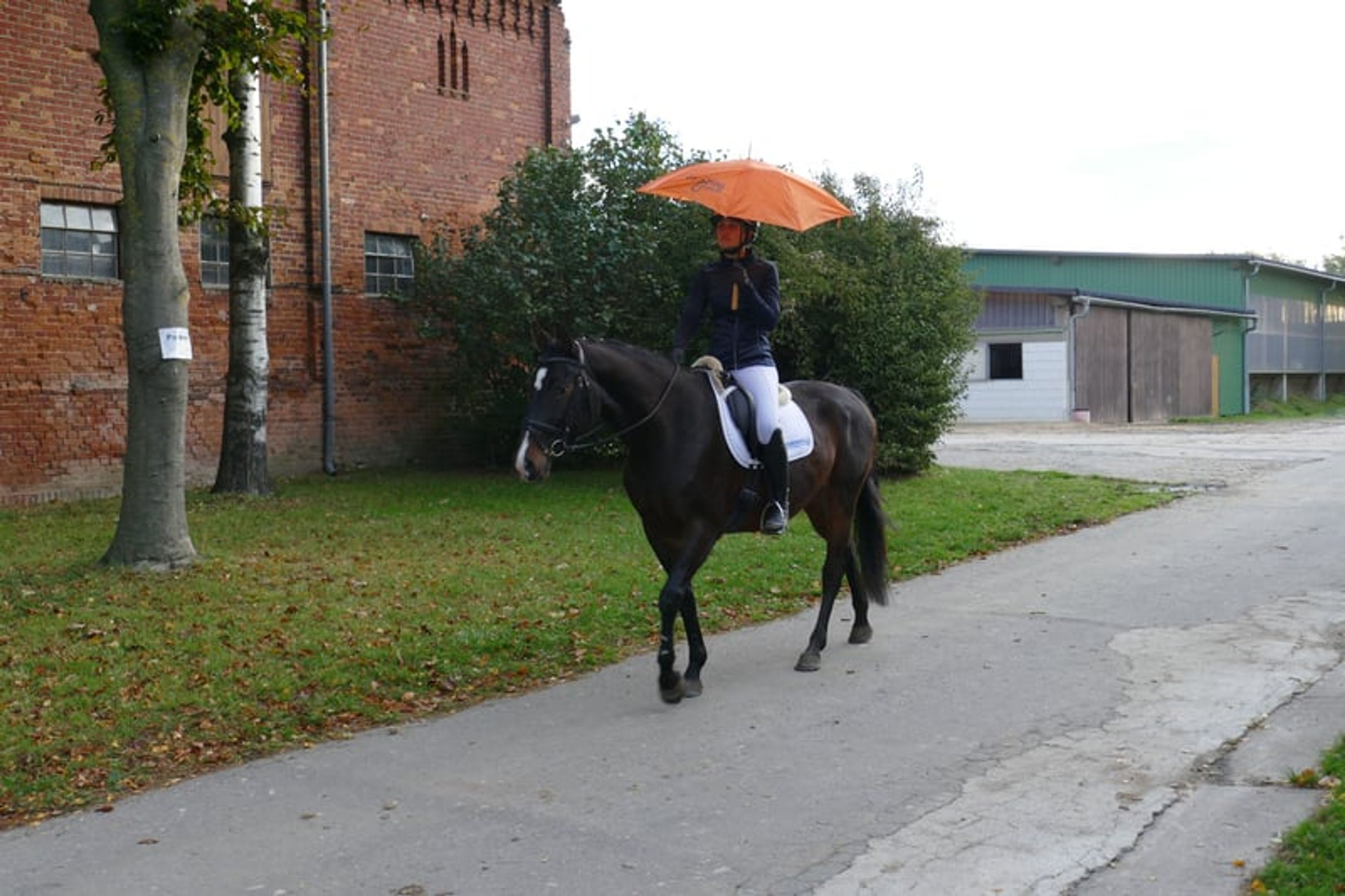 Versatile ladies’ and family horse - Image 9