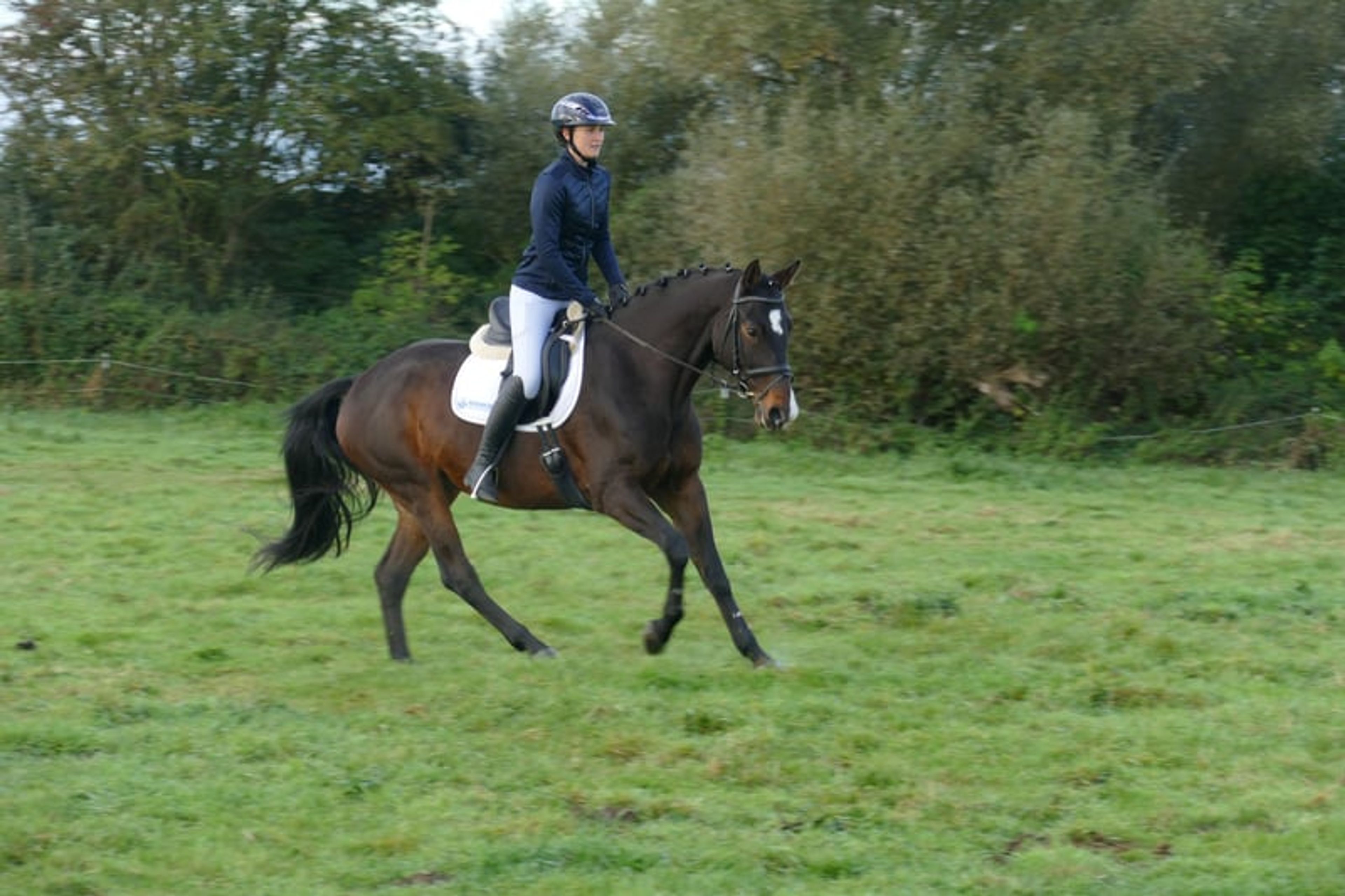 Versatile ladies’ and family horse - Image 10