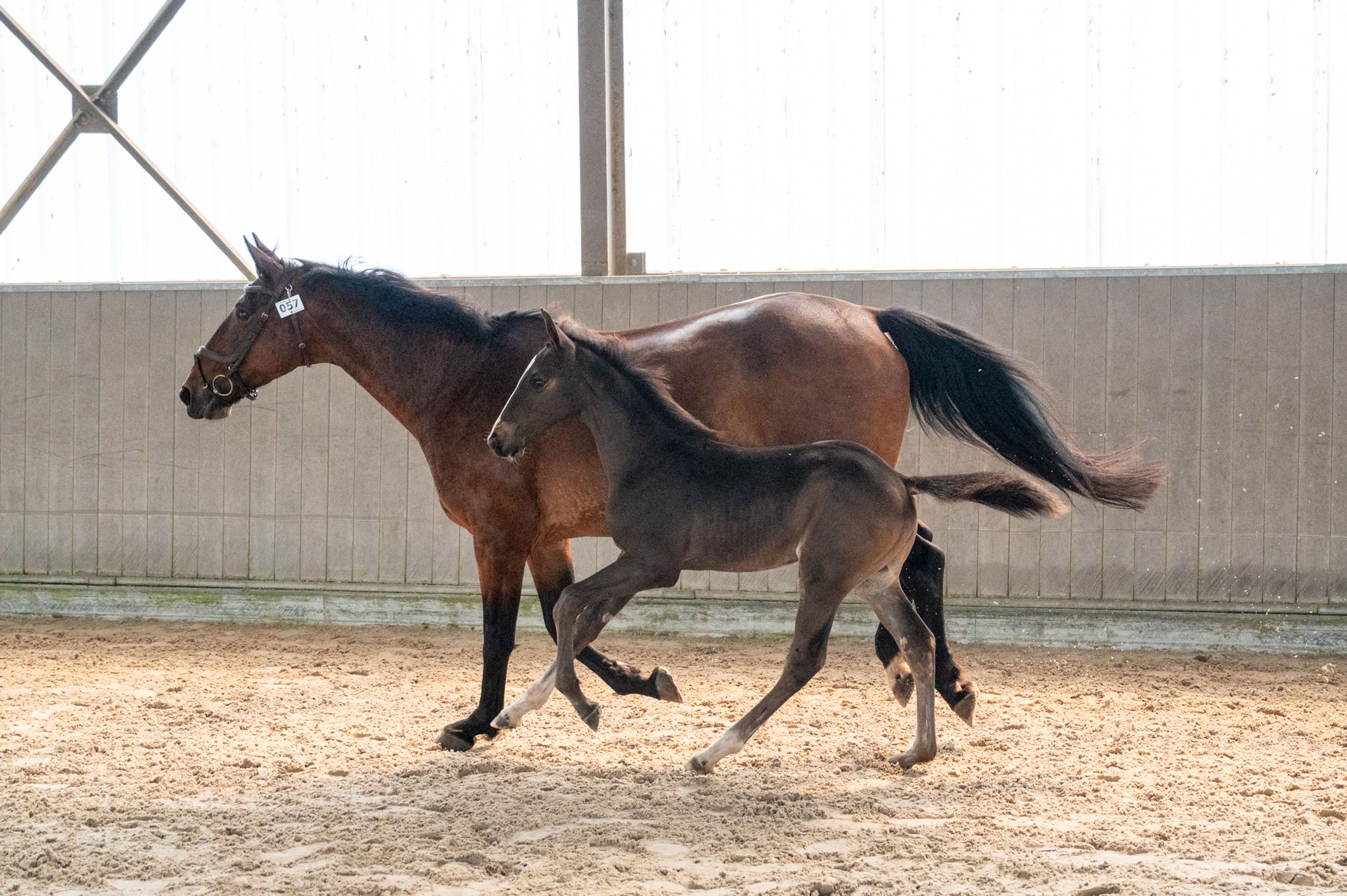 Heartbeat vd Roopoorte Z (HEARTBEAT OF PICOBELLO x CONCORDE) - Image 1