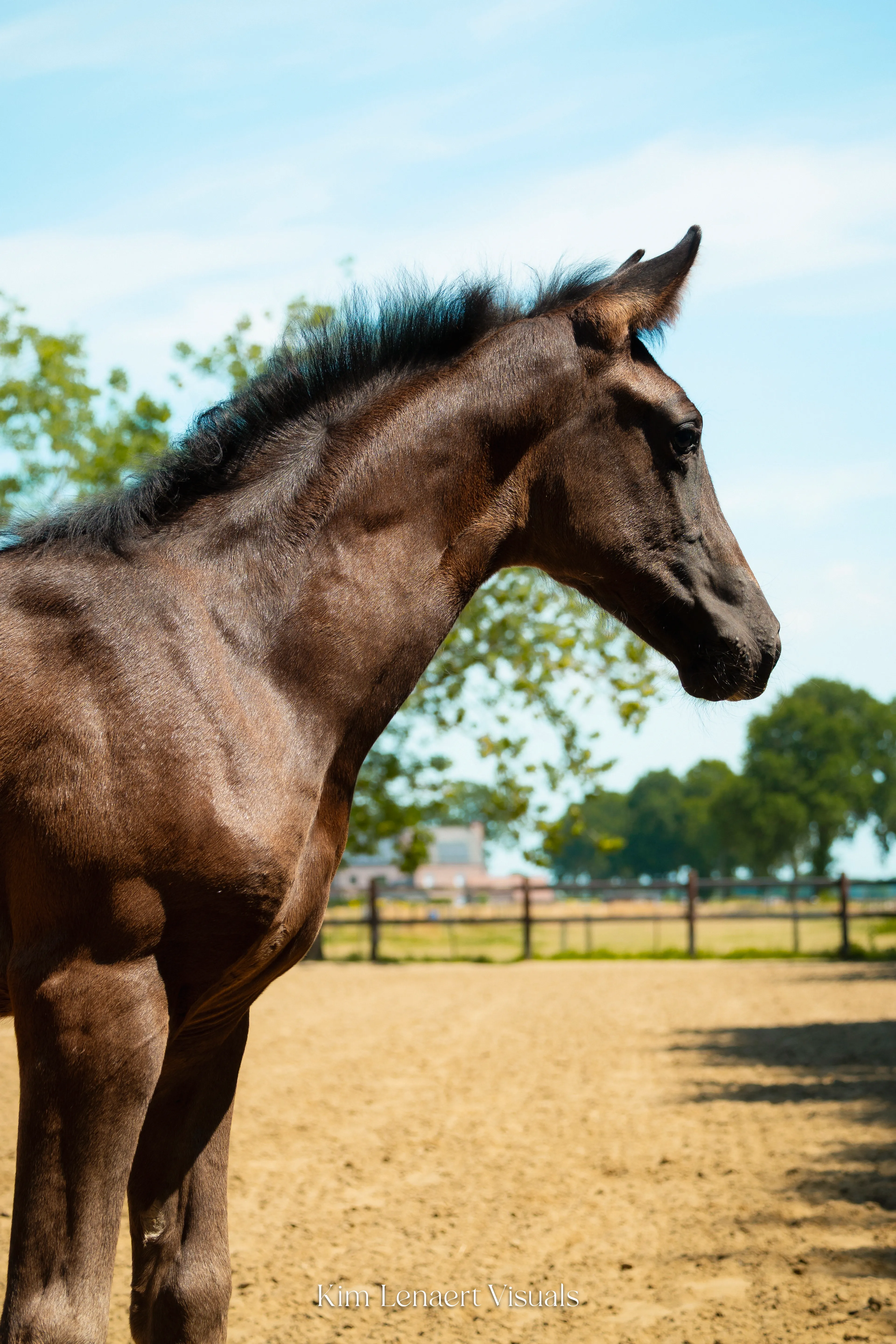 Donnalena vd Bleekvenhoeve (EXPECTATION PS x NEGRO) - Image 3