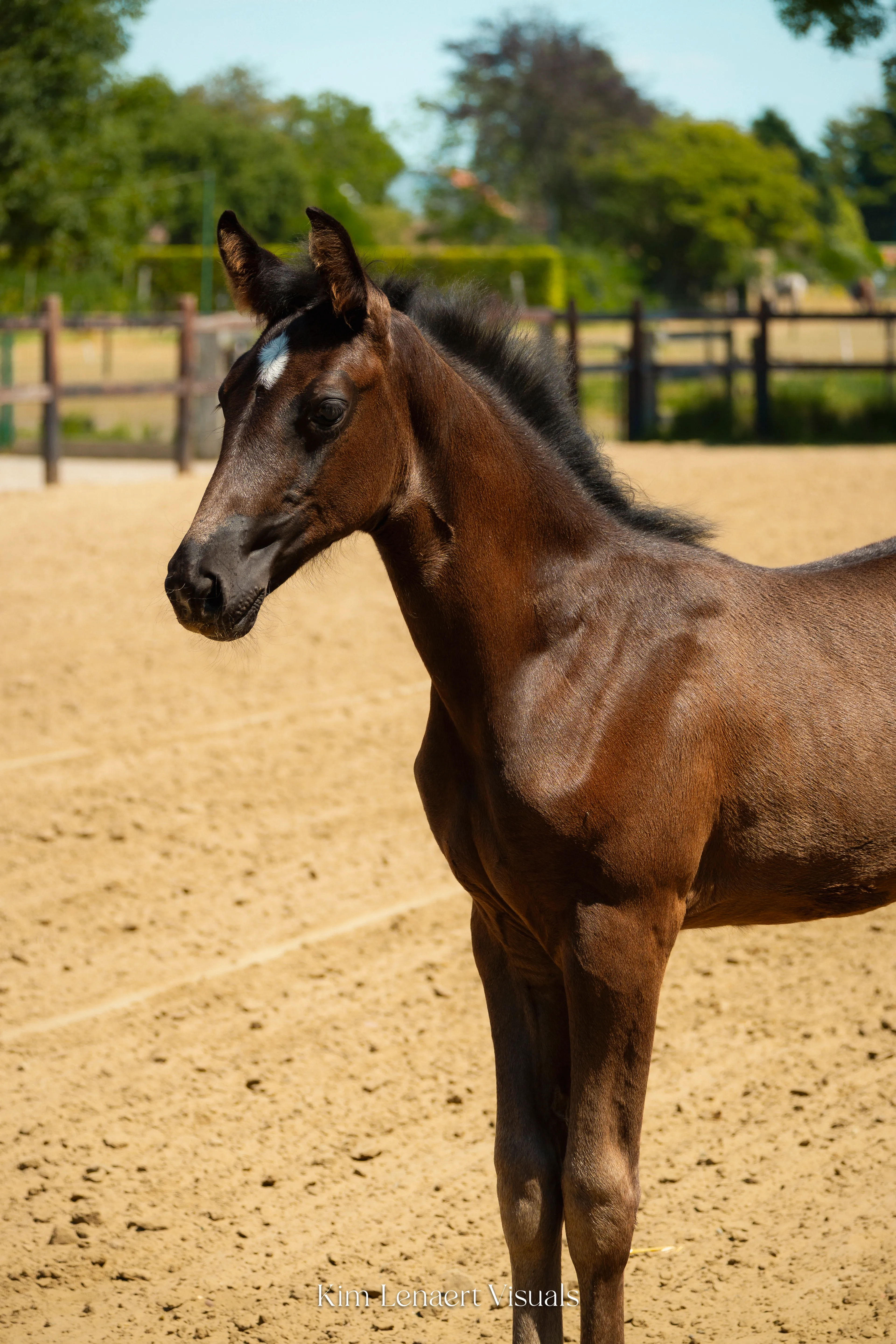 Donnalena vd Bleekvenhoeve (EXPECTATION PS x NEGRO) - Image 6